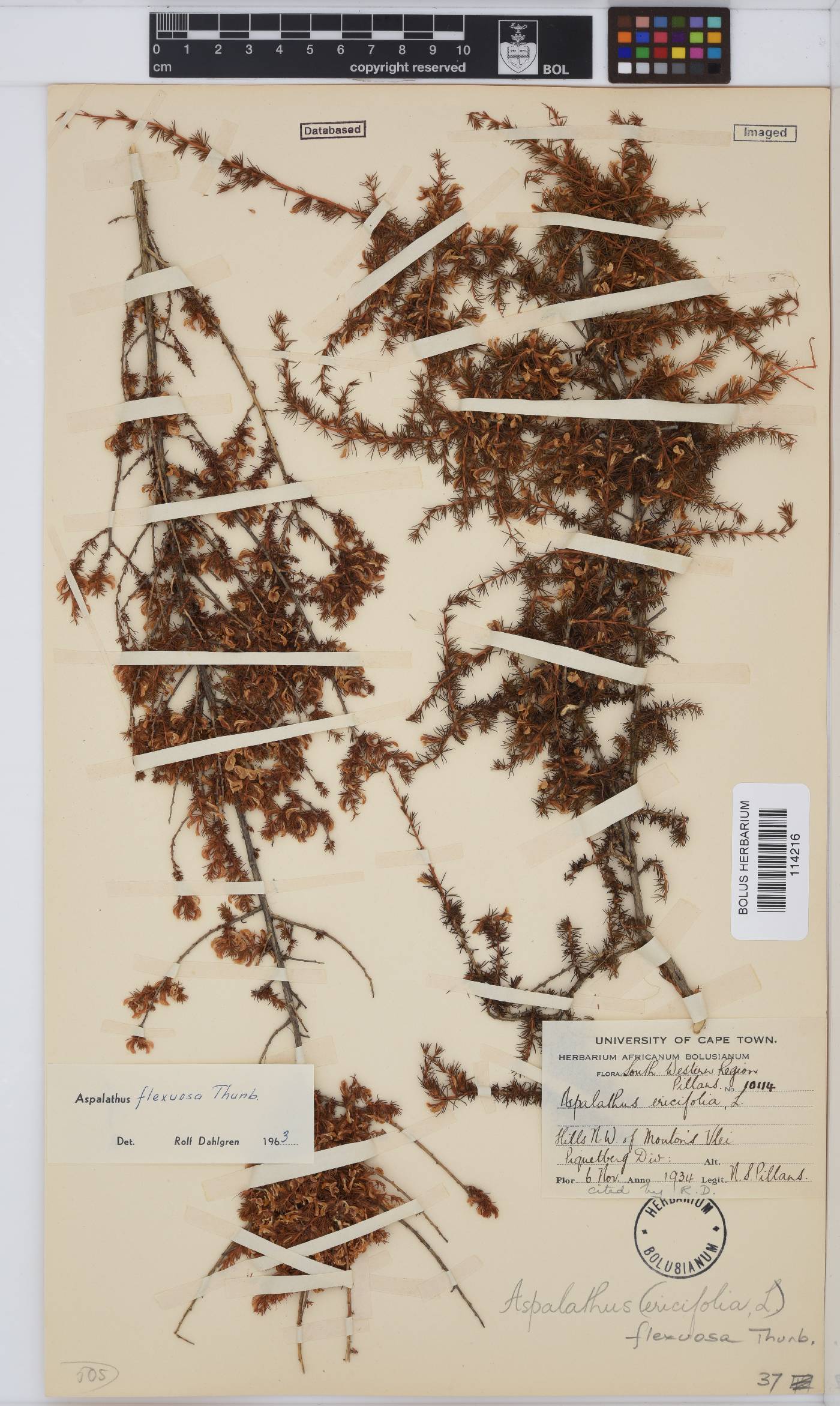 Aspalathus flexuosa image