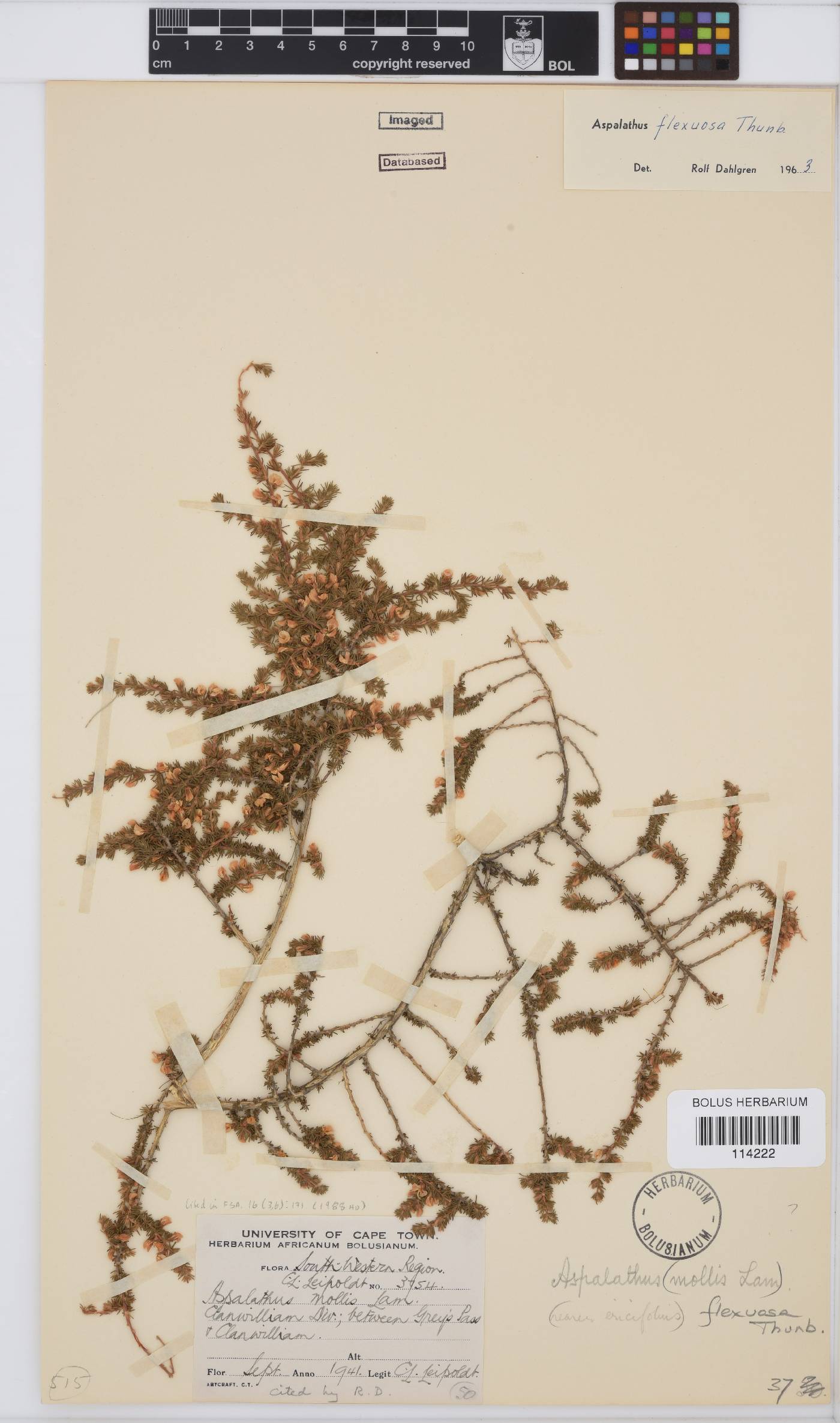 Aspalathus flexuosa image