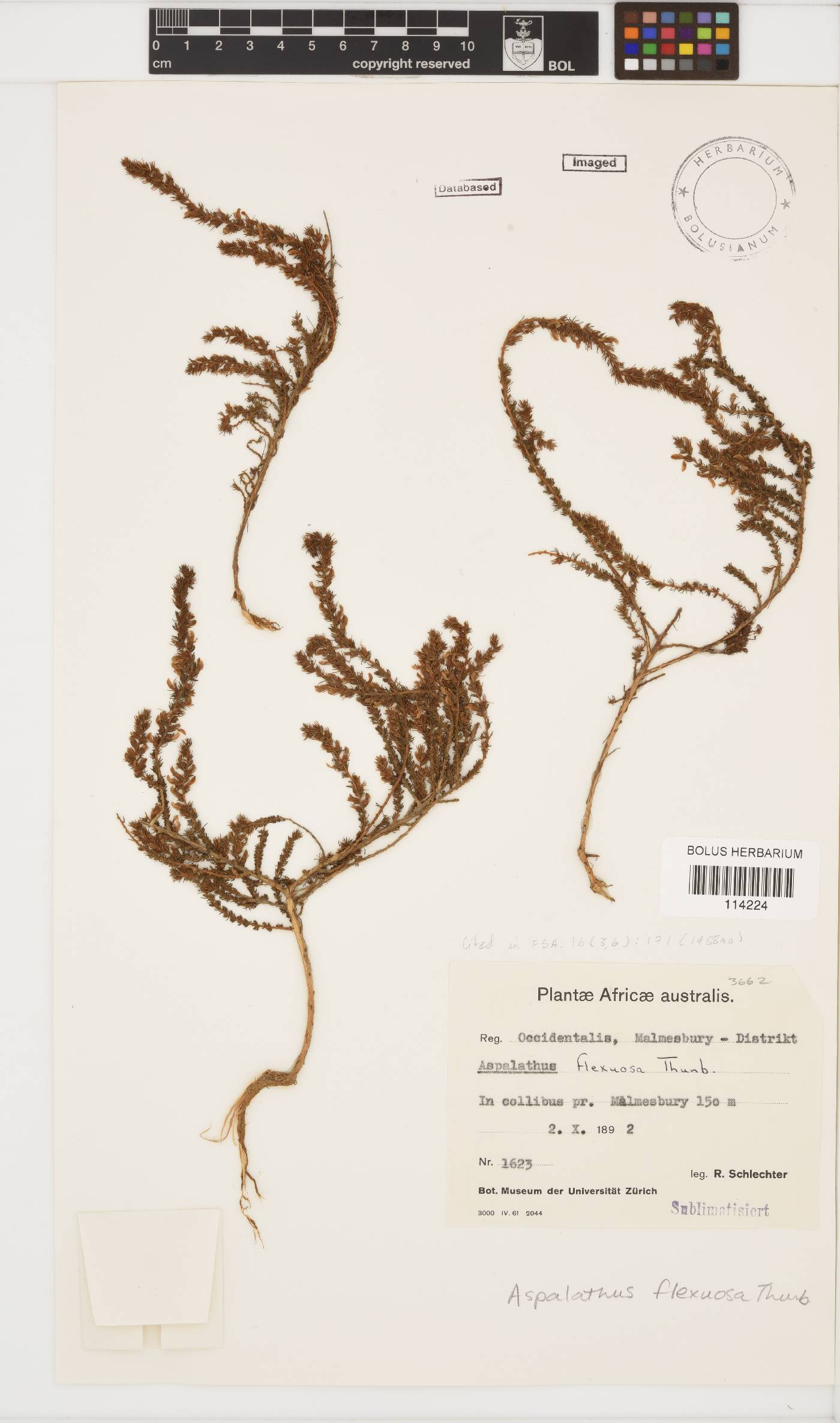 Aspalathus flexuosa image