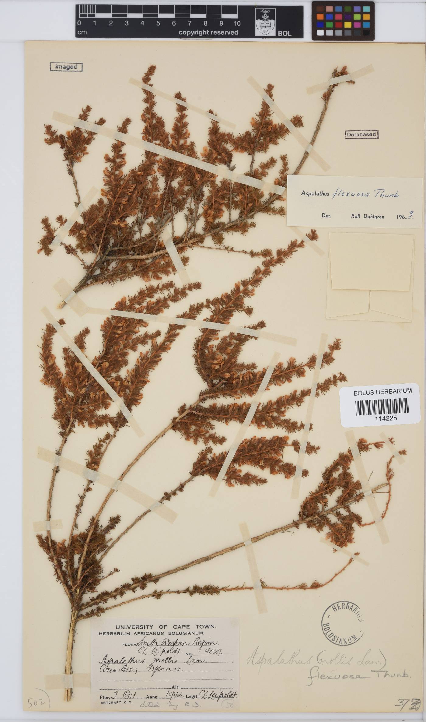 Aspalathus flexuosa image