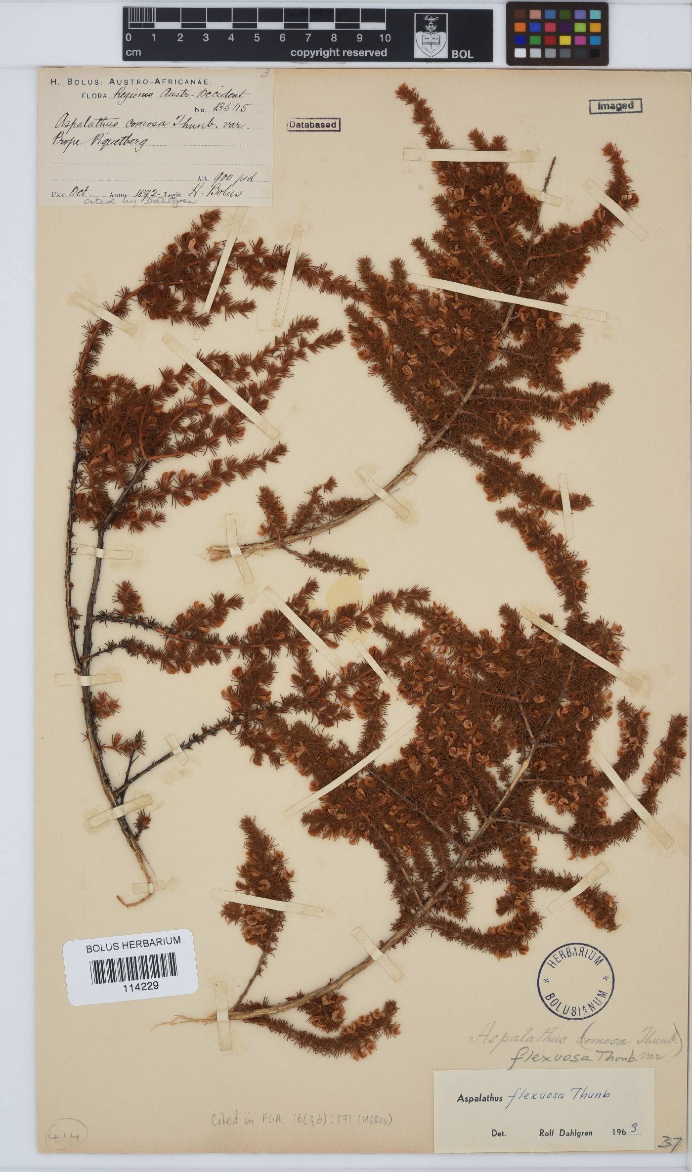 Aspalathus flexuosa image