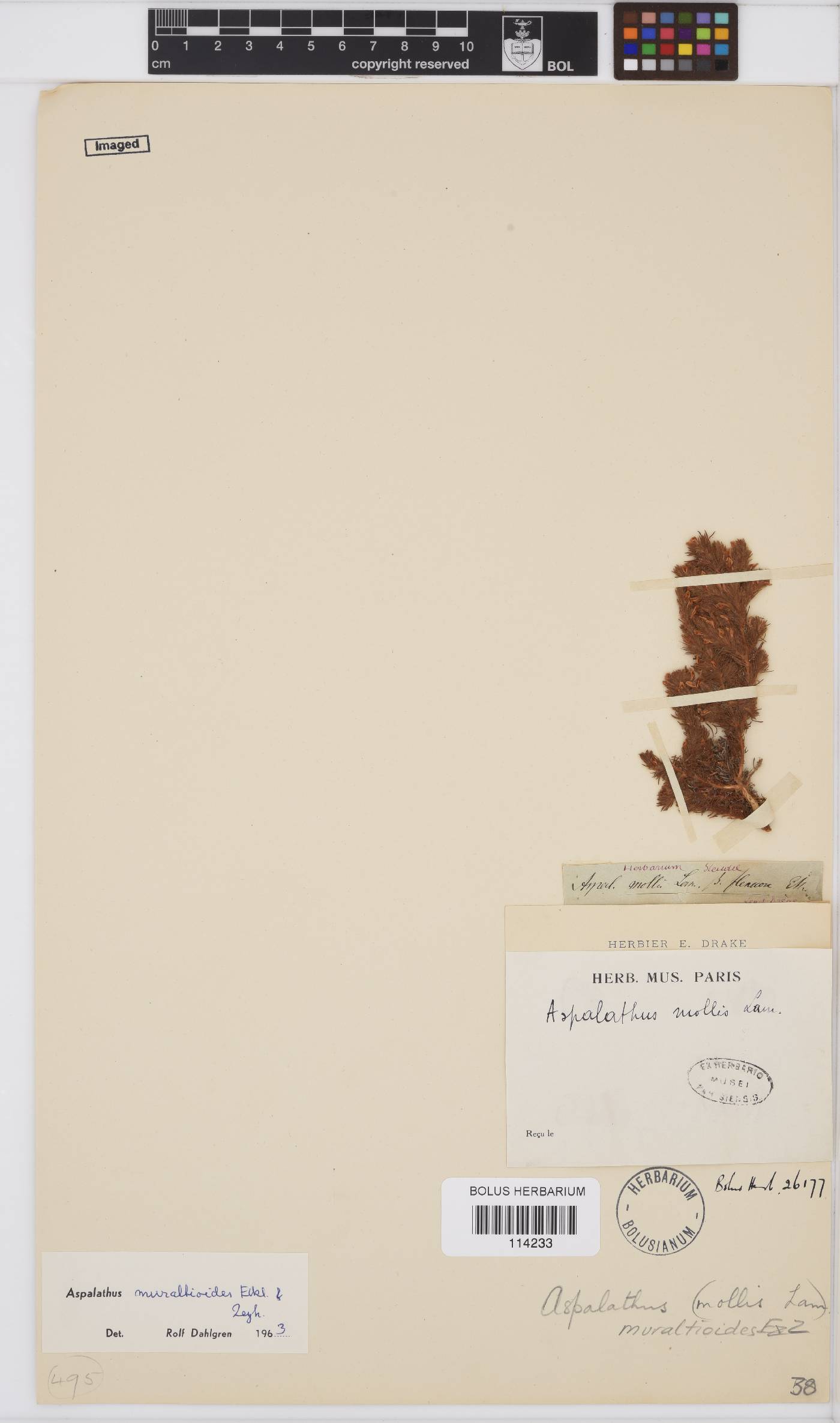Aspalathus muraltioides image