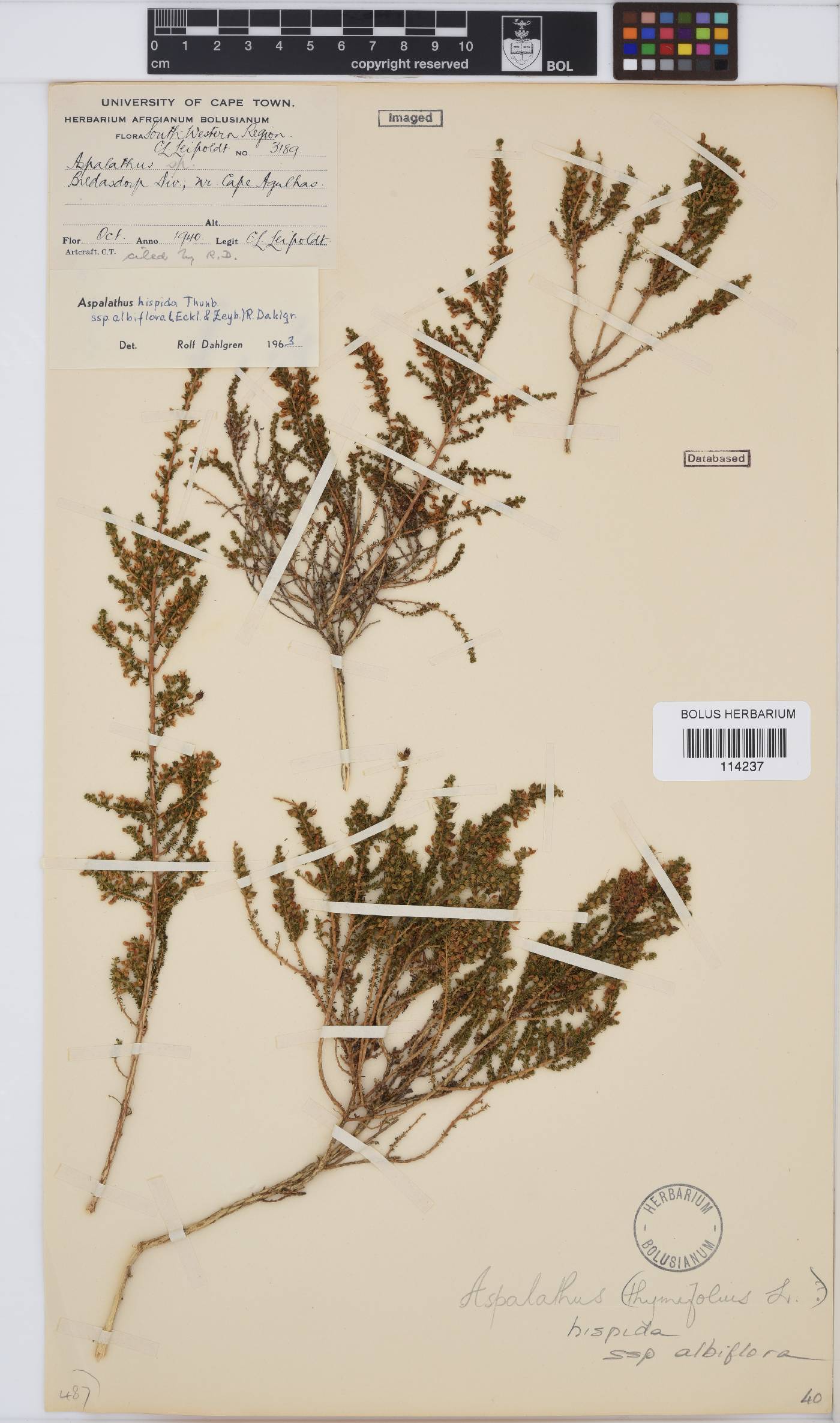 Aspalathus hispida subsp. albiflora image