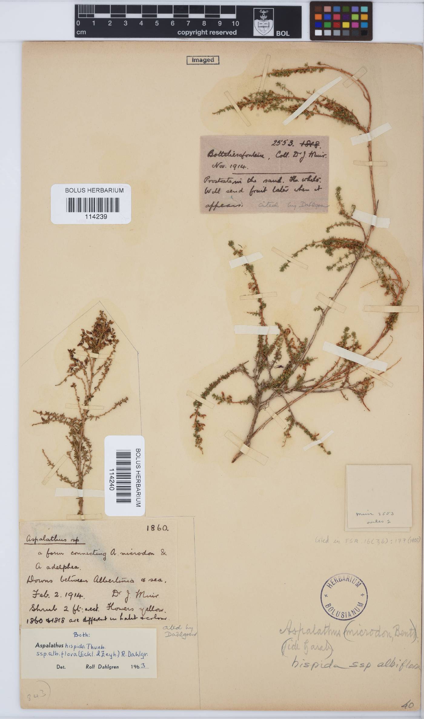 Aspalathus hispida subsp. albiflora image
