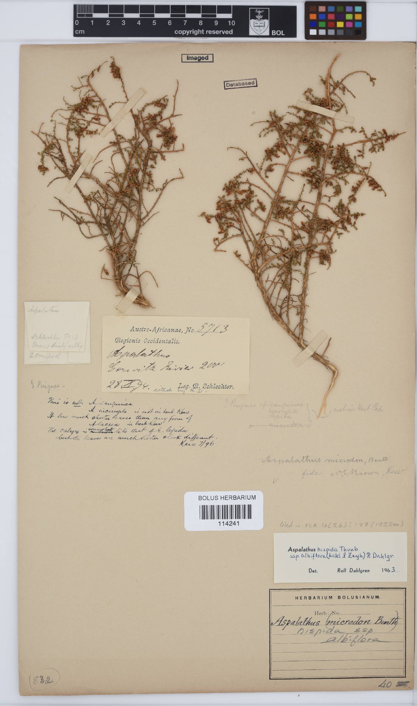 Aspalathus hispida subsp. albiflora image