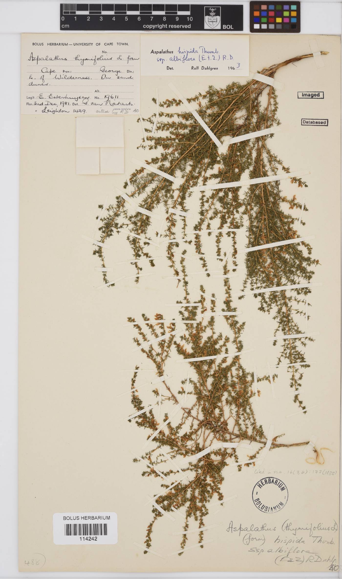 Aspalathus hispida subsp. albiflora image