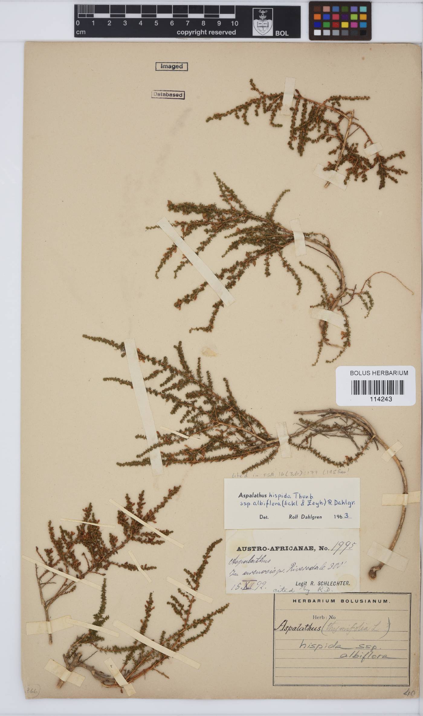 Aspalathus hispida subsp. albiflora image