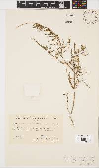 Aspalathus hispida subsp. albiflora image