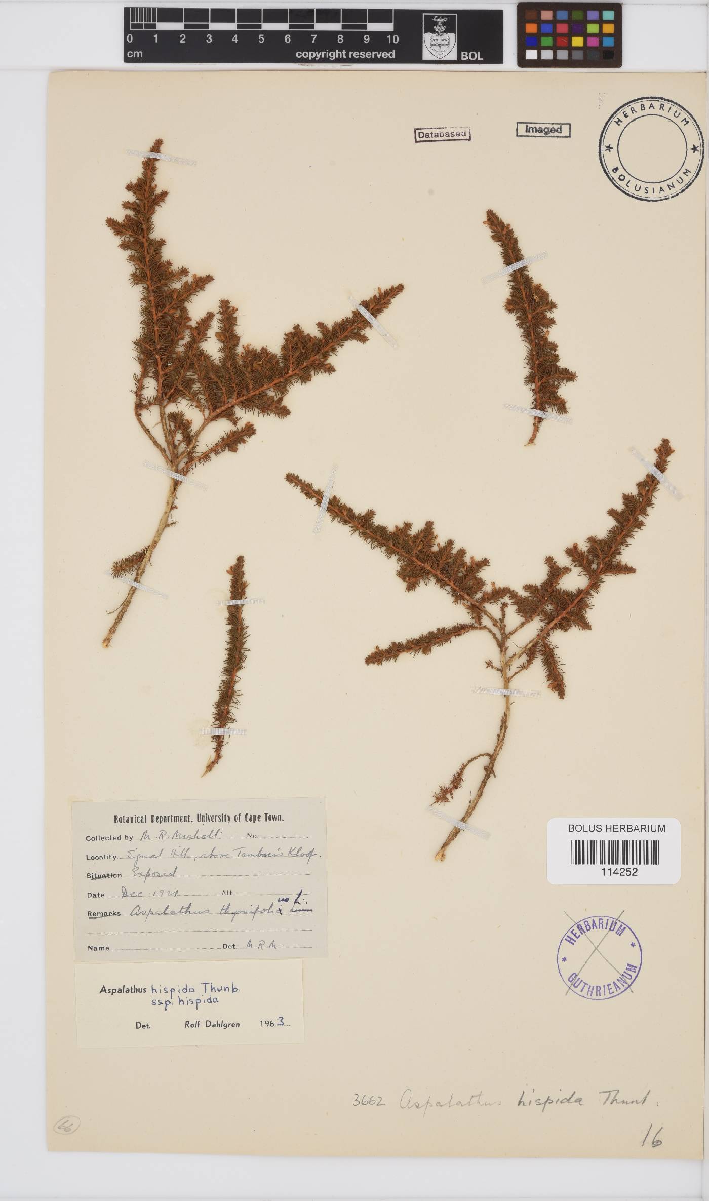 Aspalathus hispida image