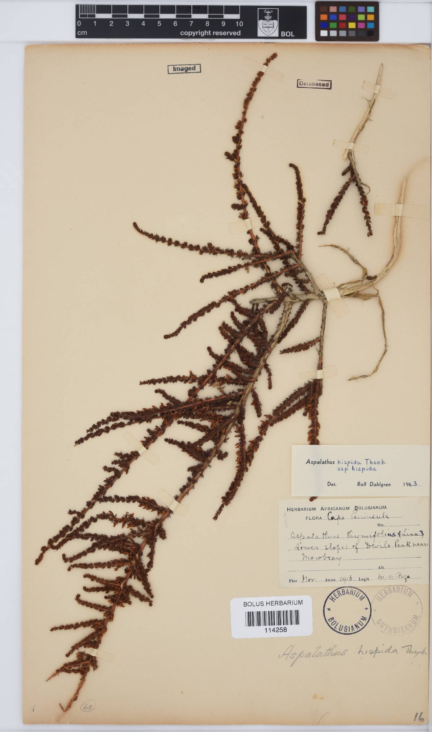 Aspalathus hispida subsp. hispida image