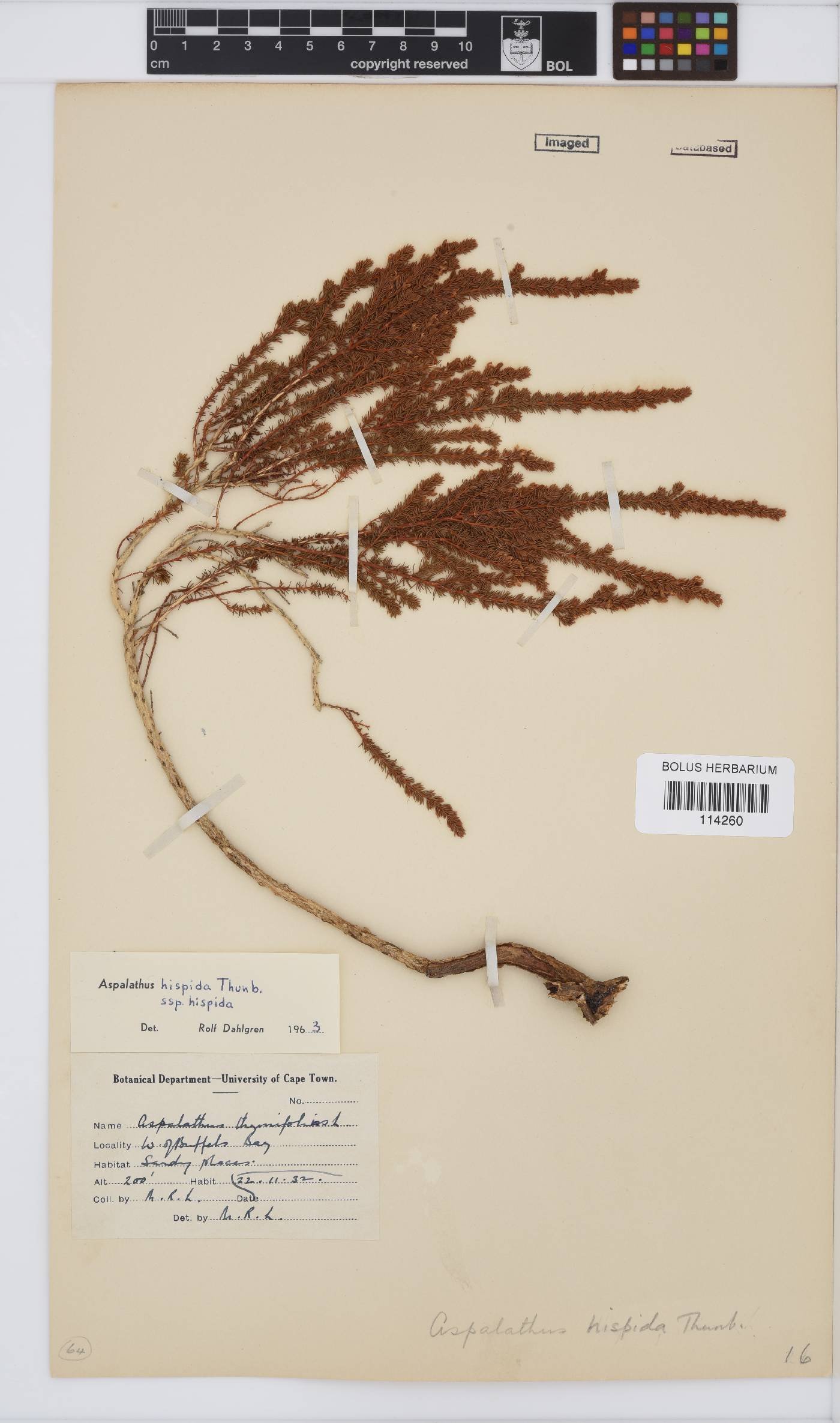 Aspalathus hispida subsp. hispida image