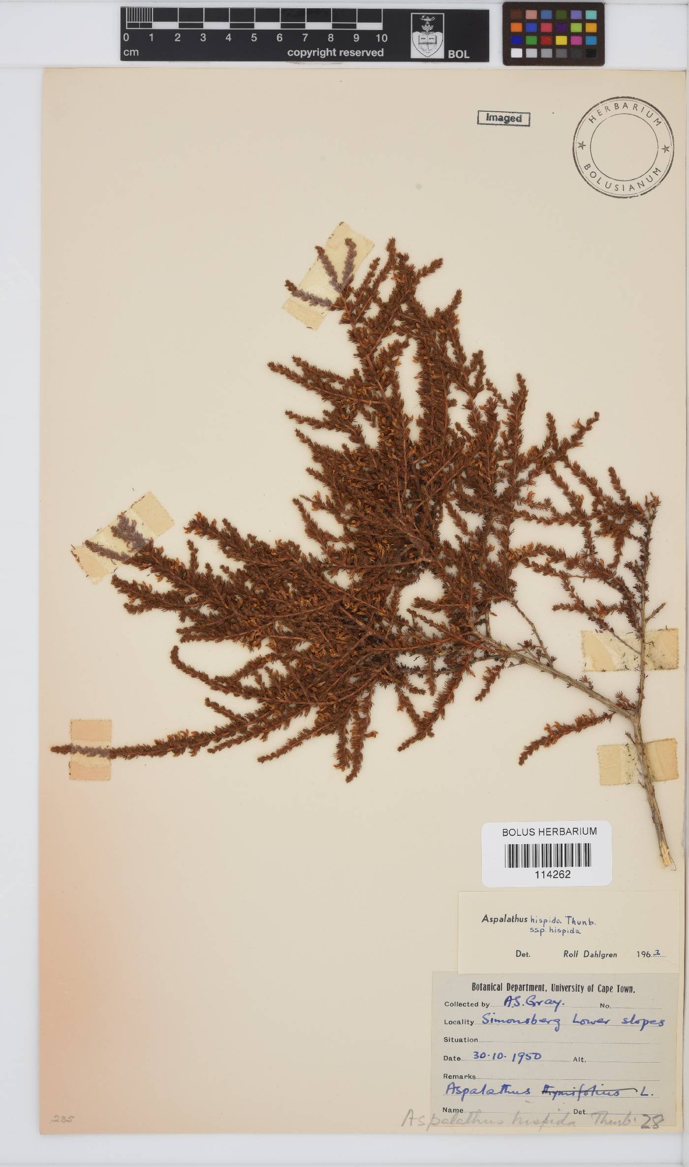 Aspalathus hispida subsp. hispida image