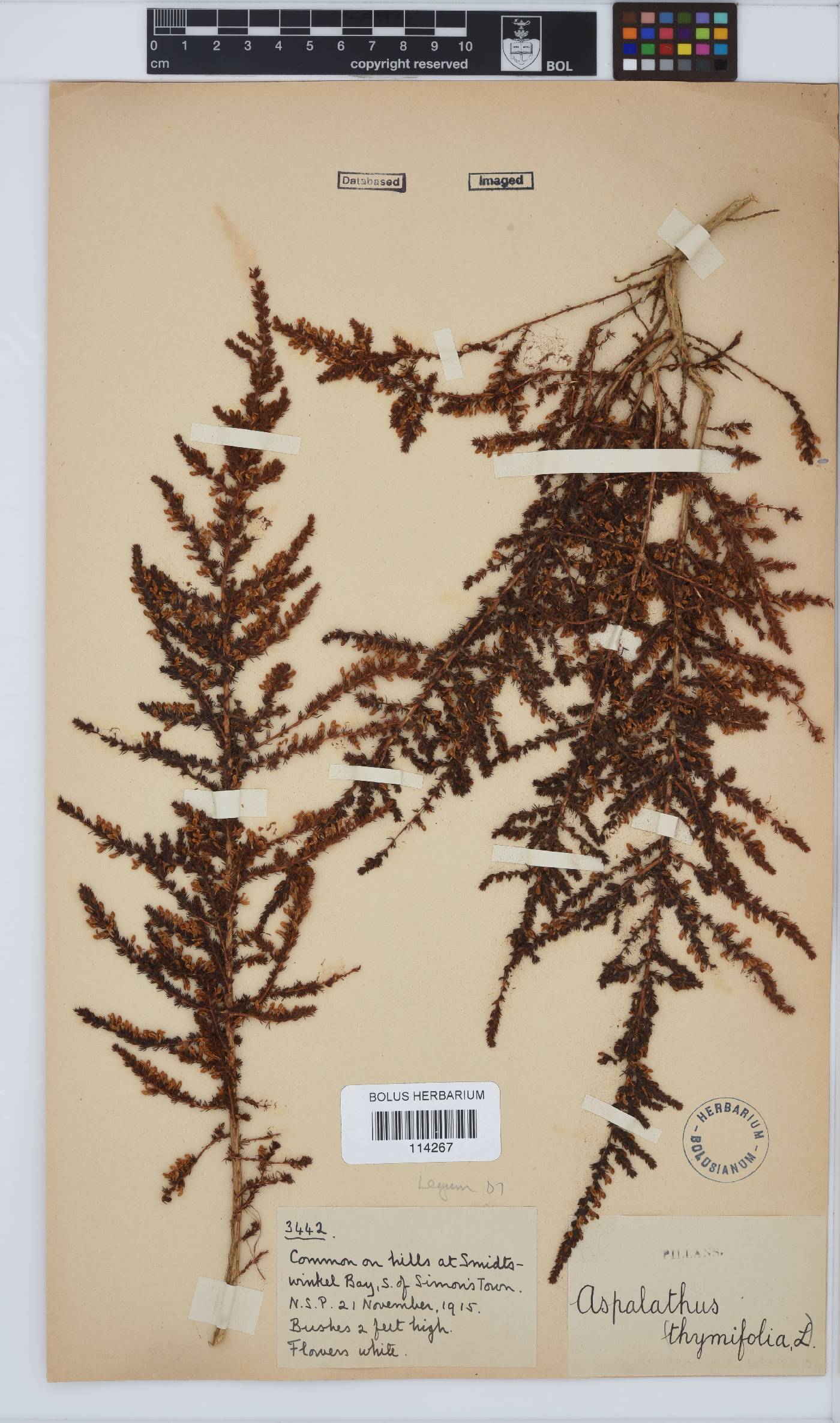 Aspalathus hispida image