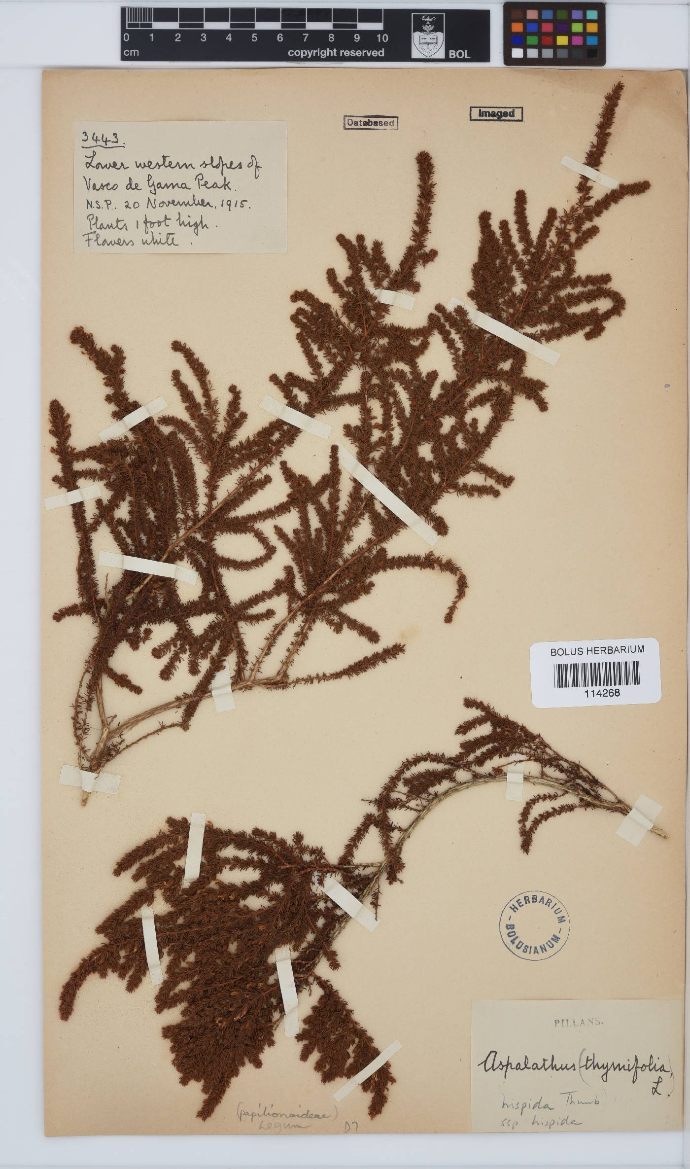 Aspalathus hispida subsp. hispida image