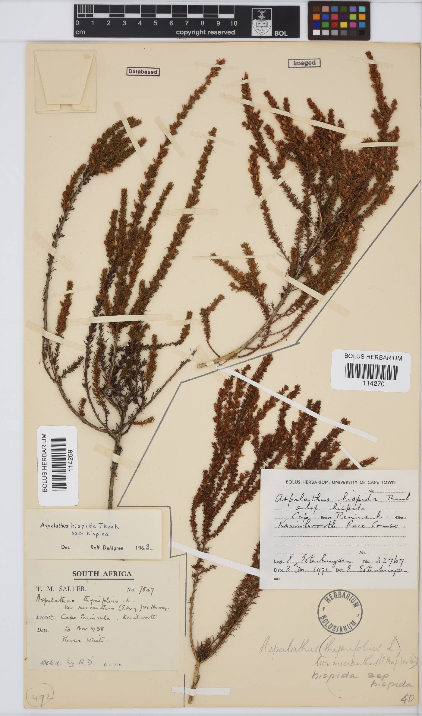 Aspalathus hispida image