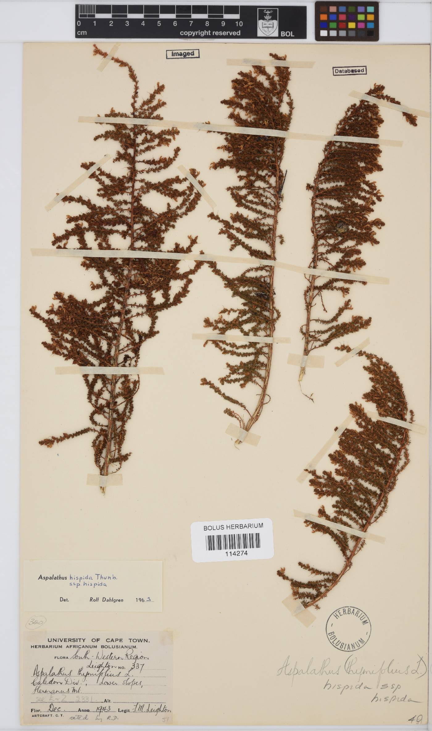 Aspalathus hispida image