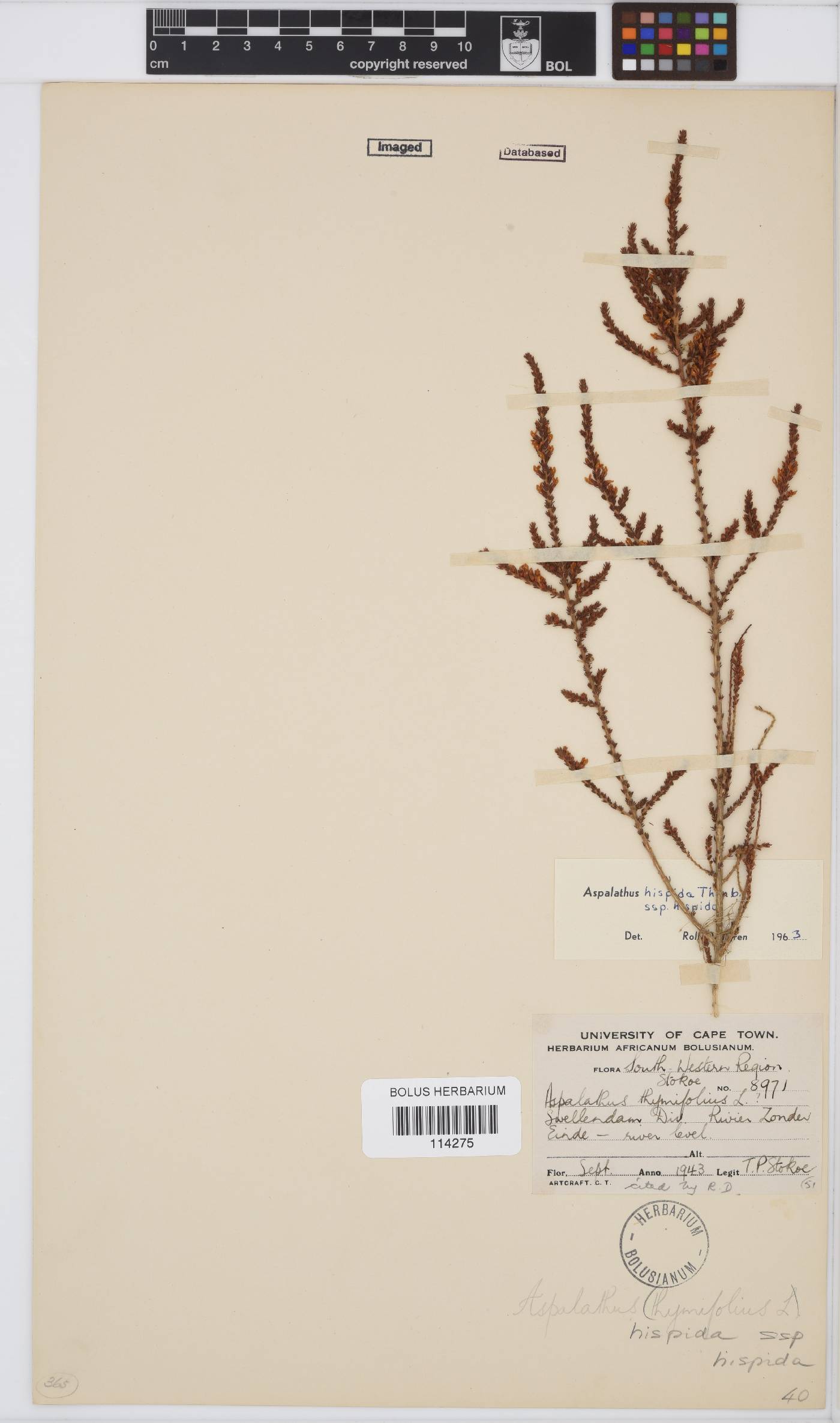 Aspalathus hispida image