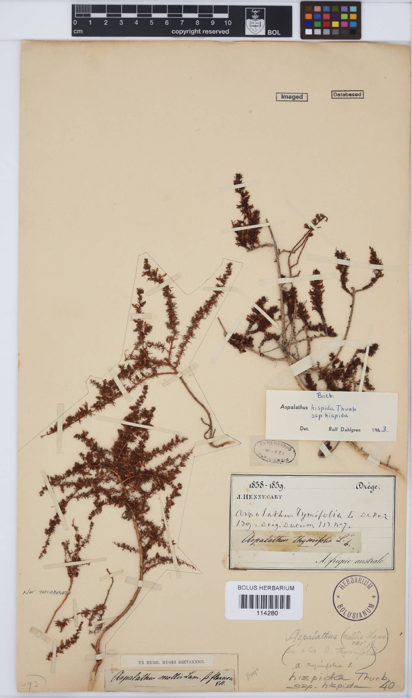 Aspalathus hispida image
