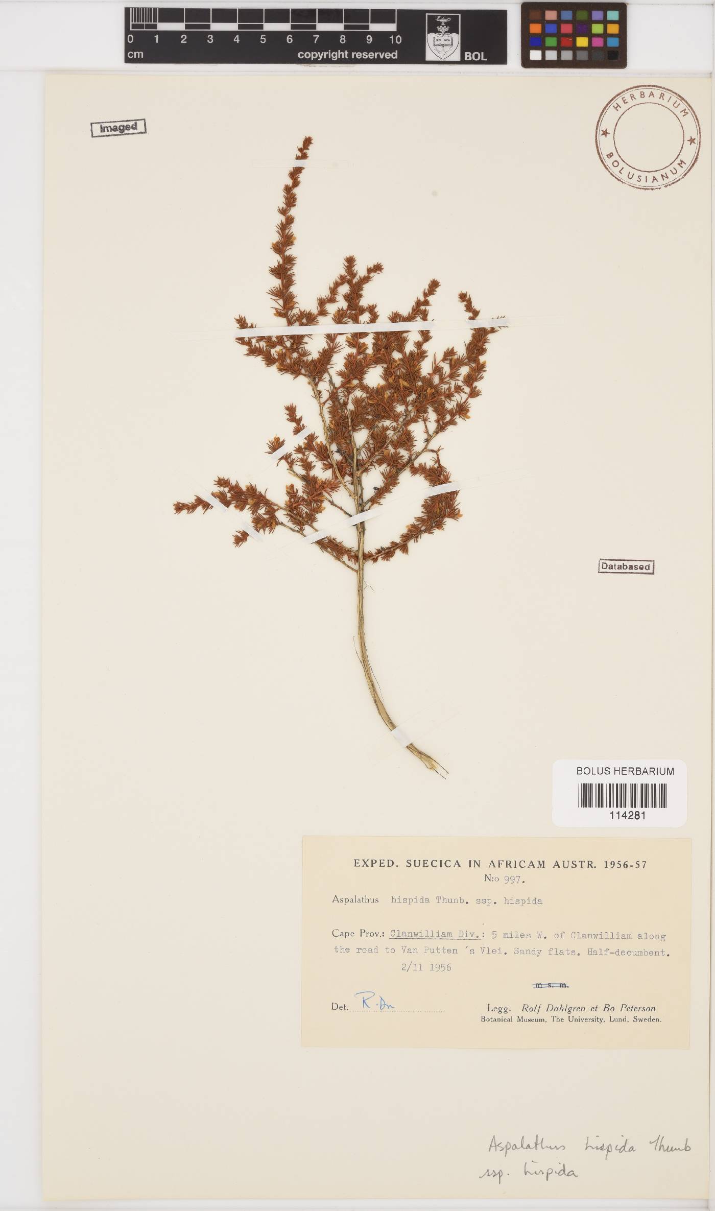 Aspalathus hispida image