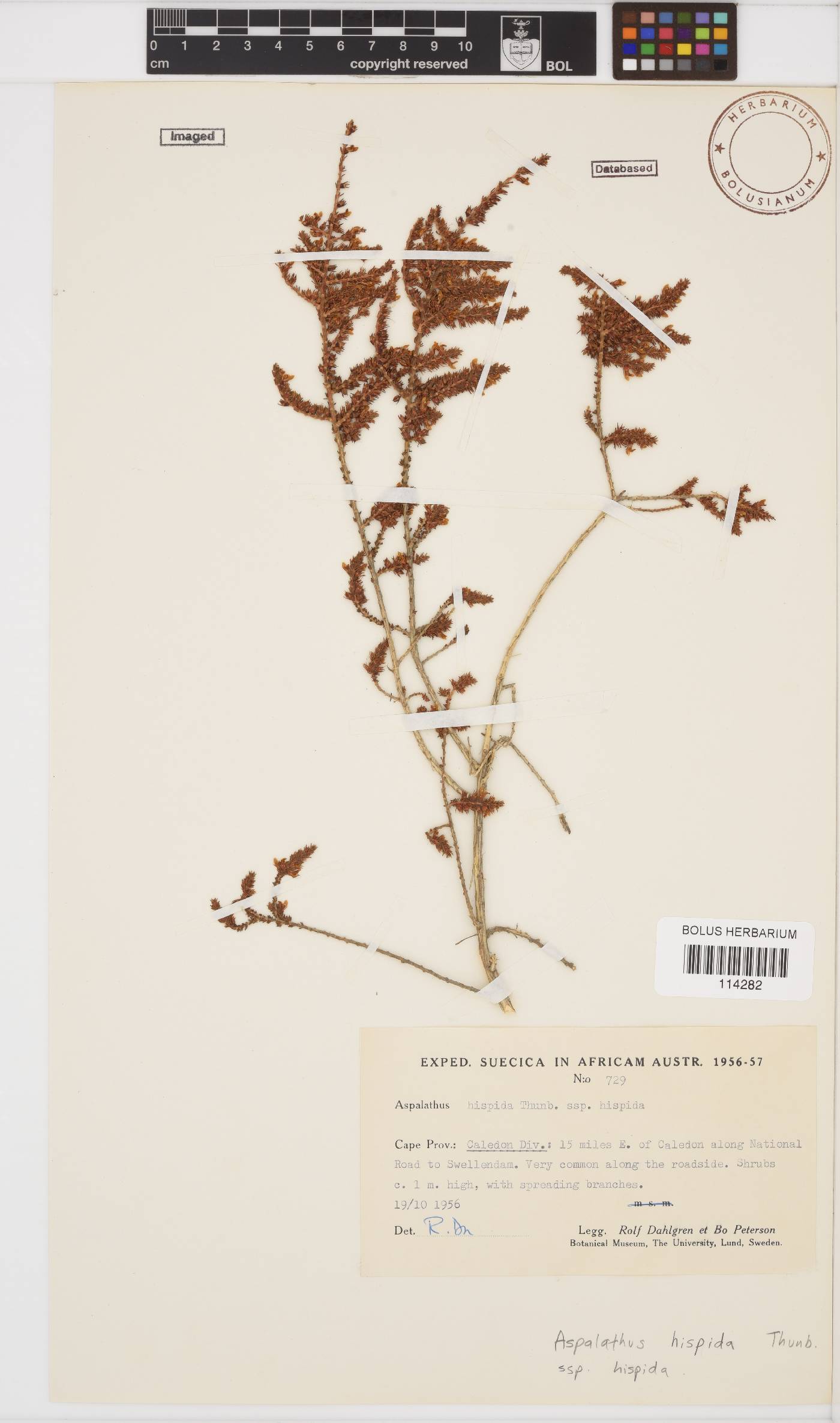 Aspalathus hispida image