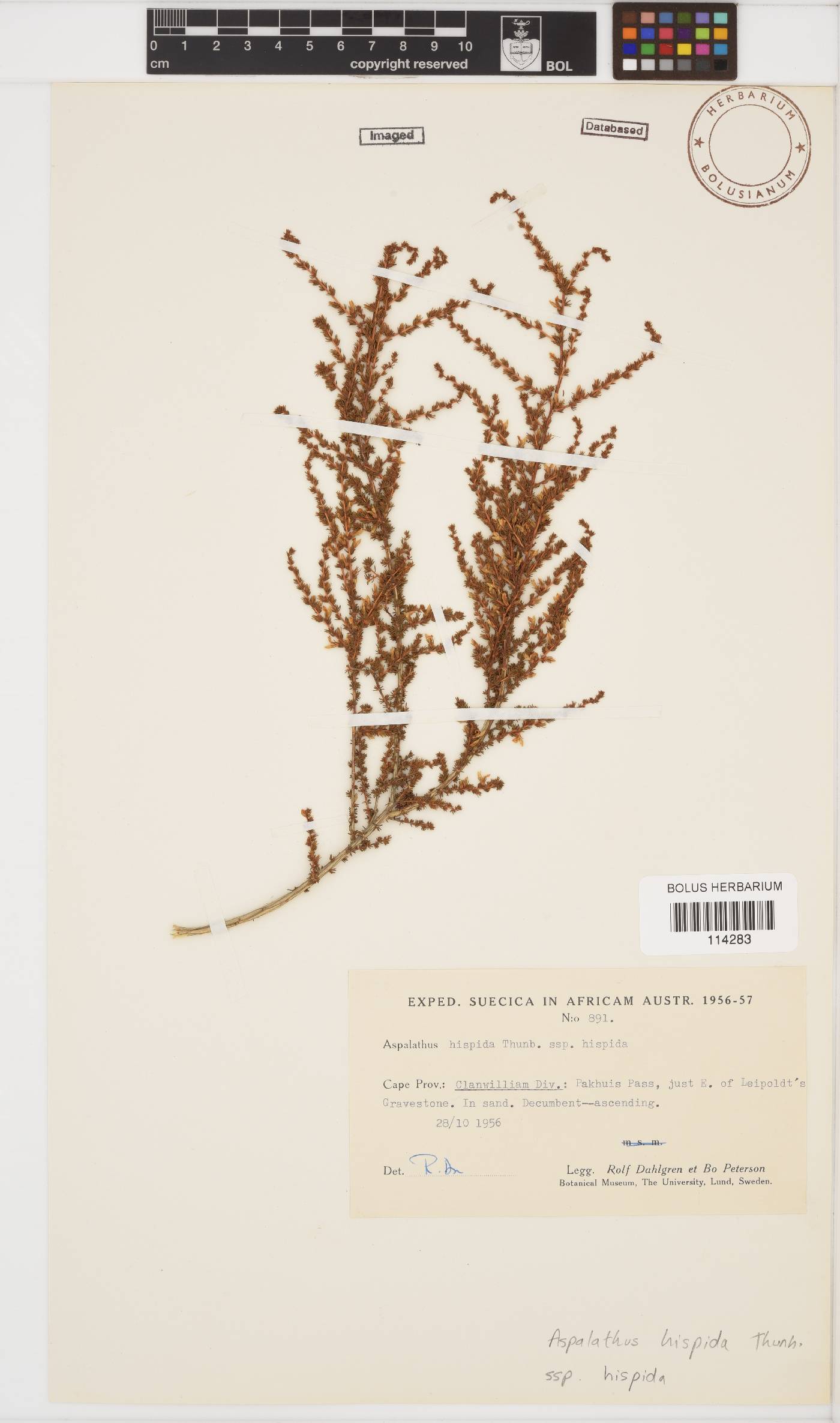 Aspalathus hispida image