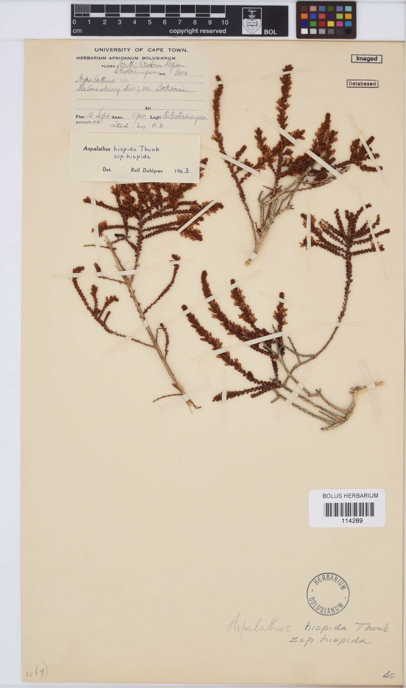 Aspalathus hispida subsp. hispida image