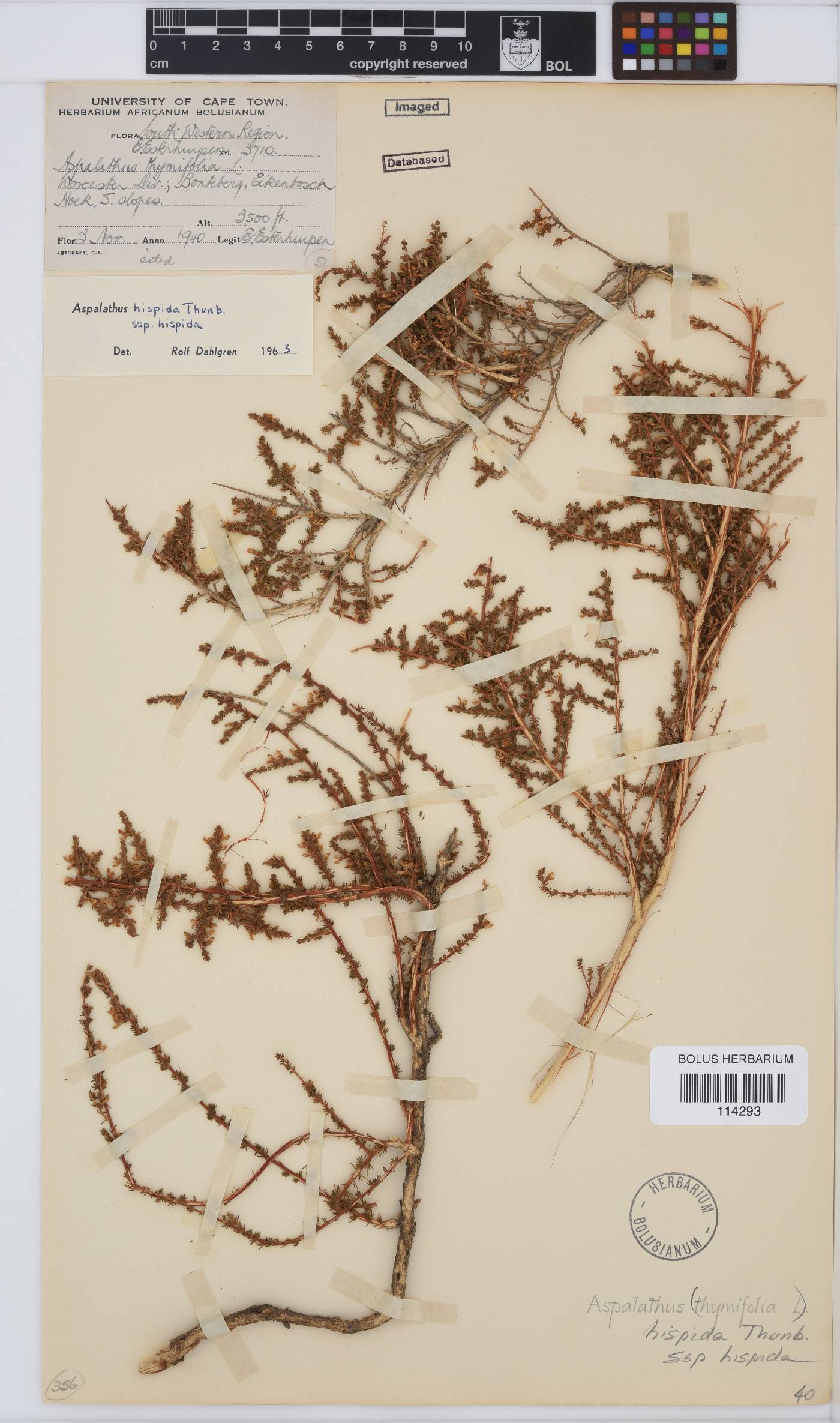 Aspalathus hispida subsp. hispida image