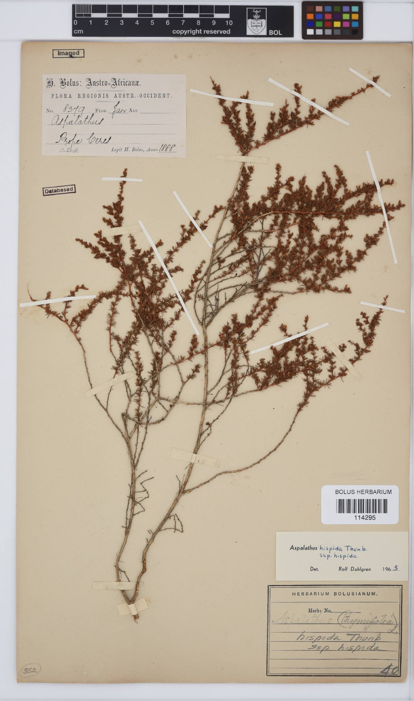 Aspalathus hispida subsp. hispida image