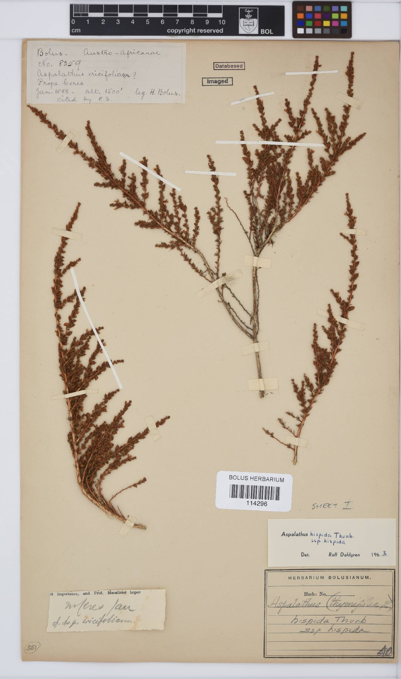 Aspalathus hispida subsp. hispida image
