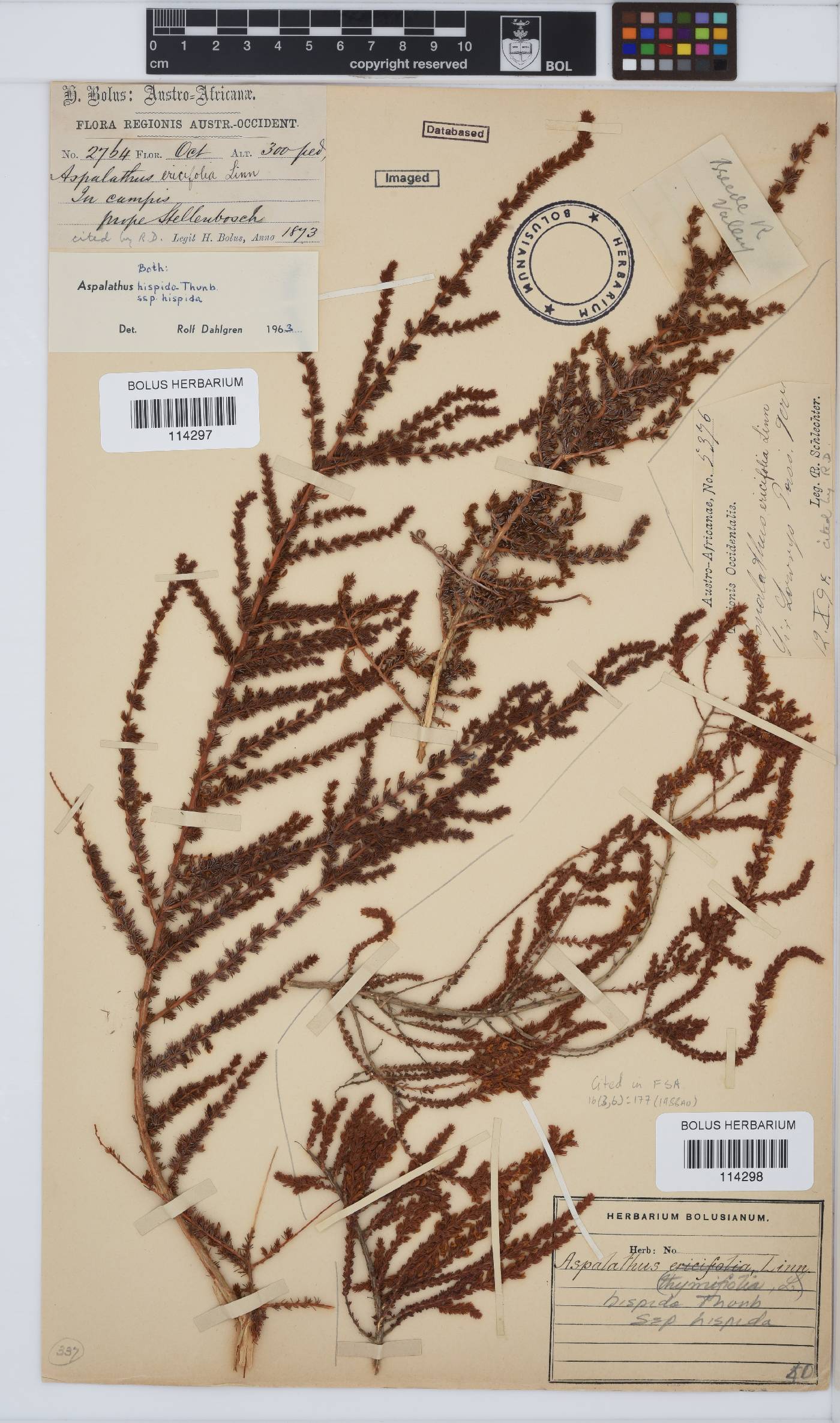 Aspalathus hispida subsp. hispida image