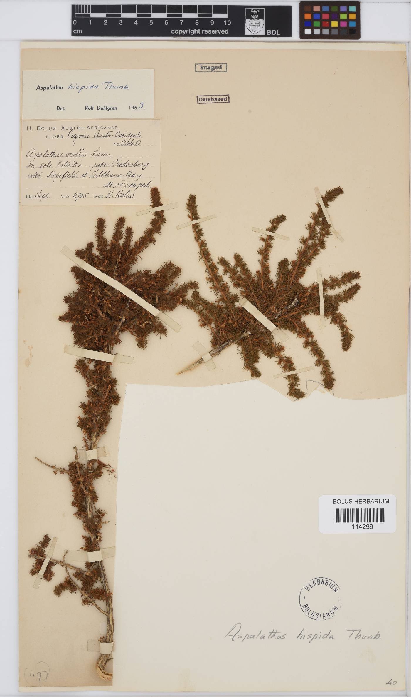 Aspalathus hispida subsp. hispida image