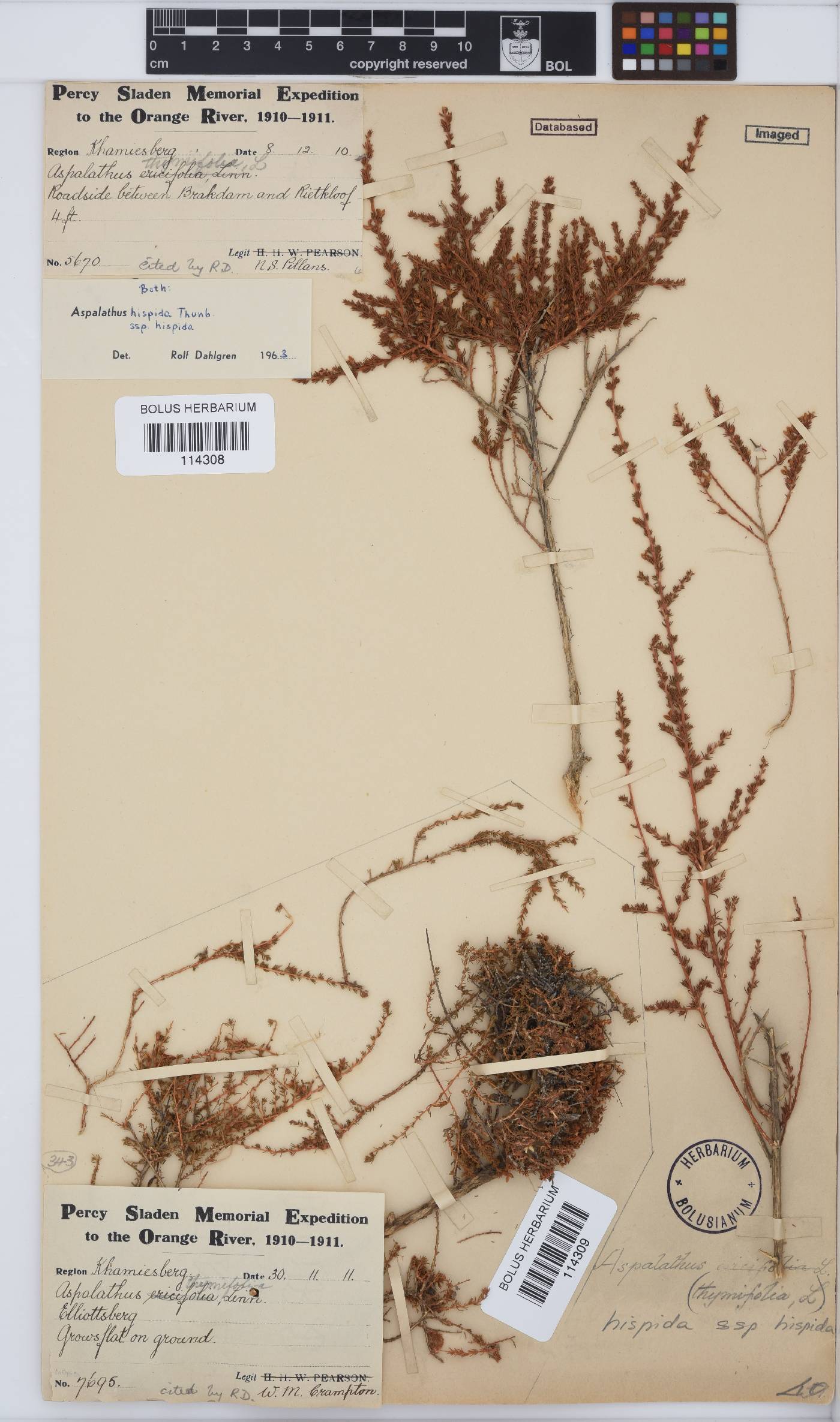 Aspalathus hispida image