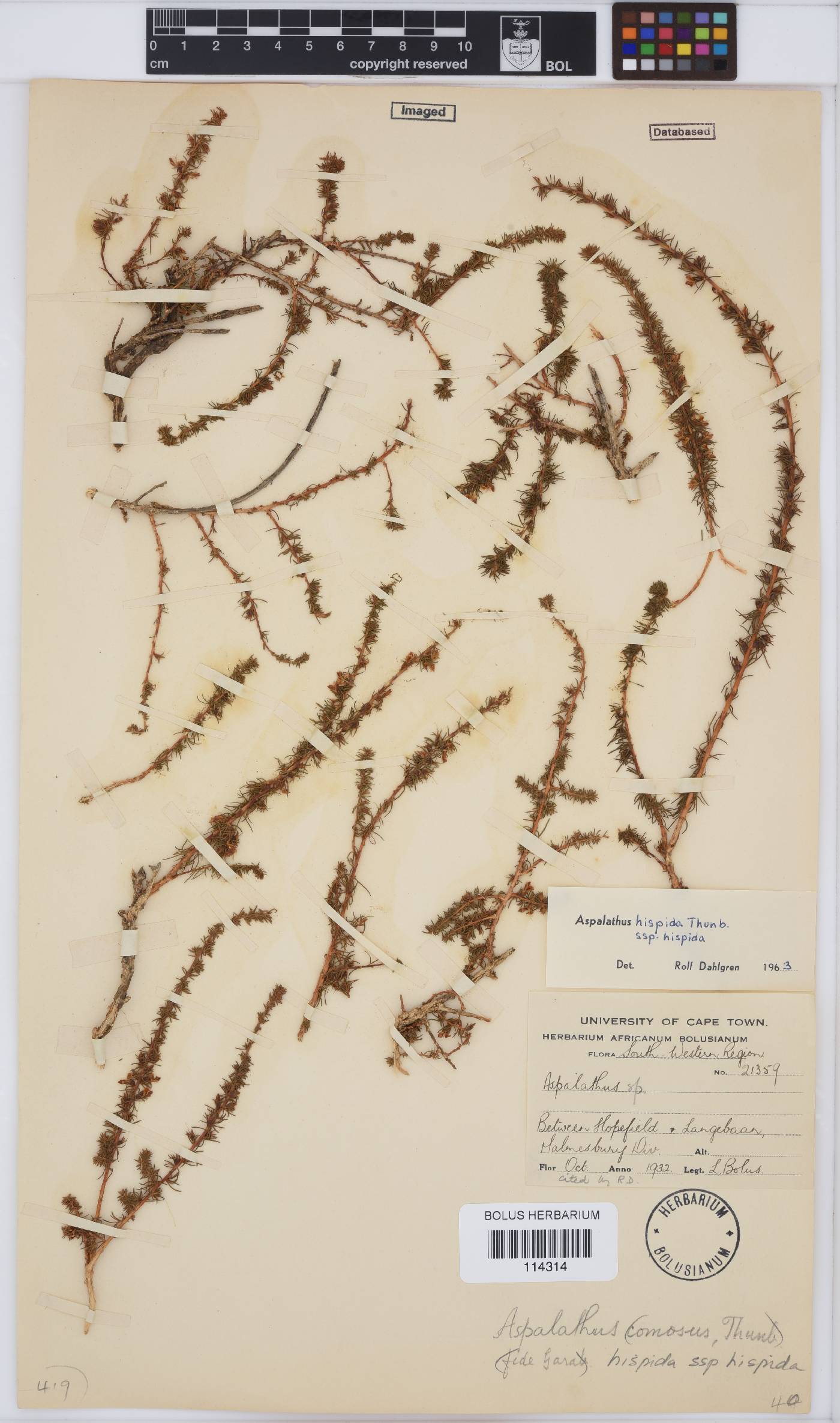 Aspalathus hispida subsp. hispida image