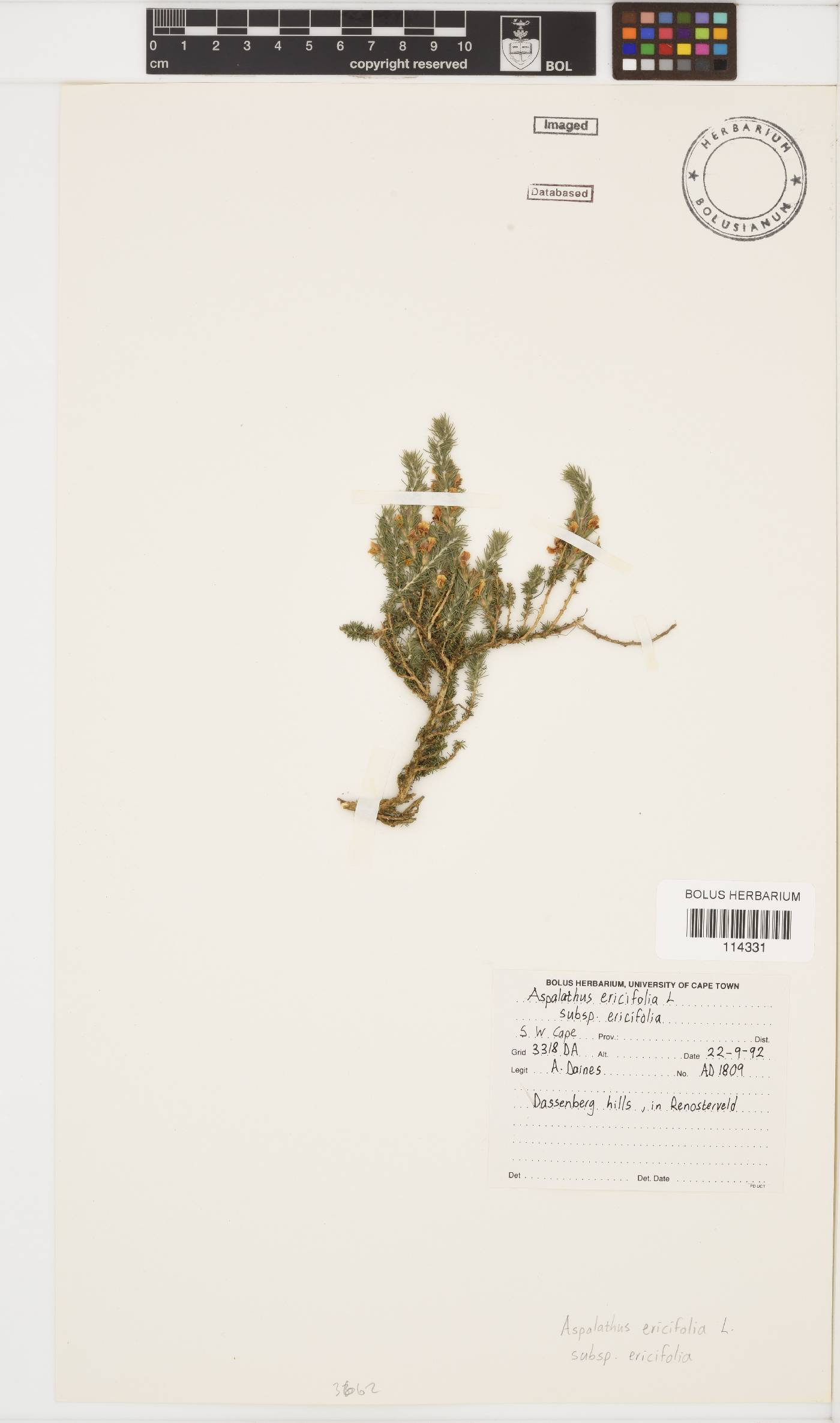 Aspalathus ericifolia image