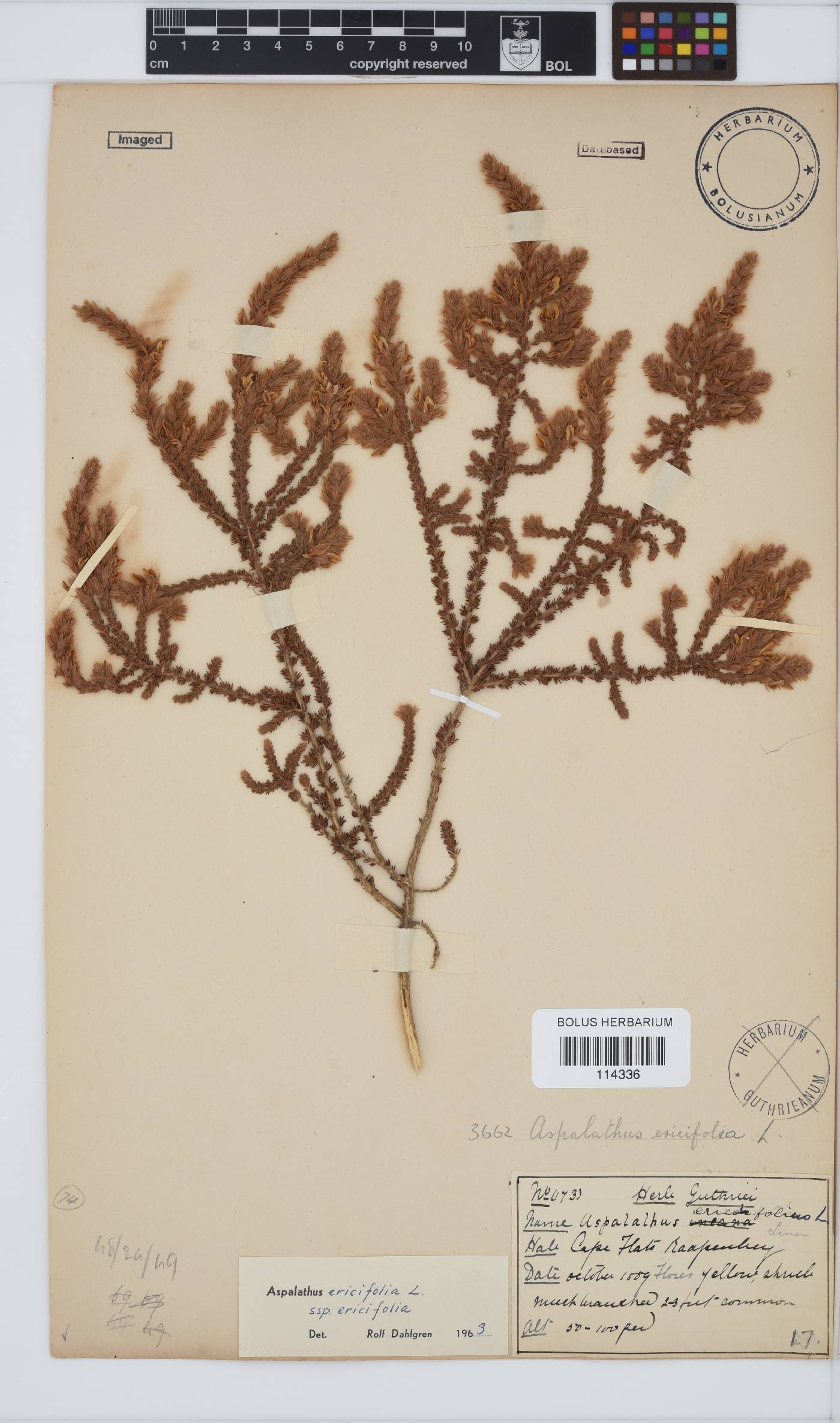 Aspalathus ericifolia image
