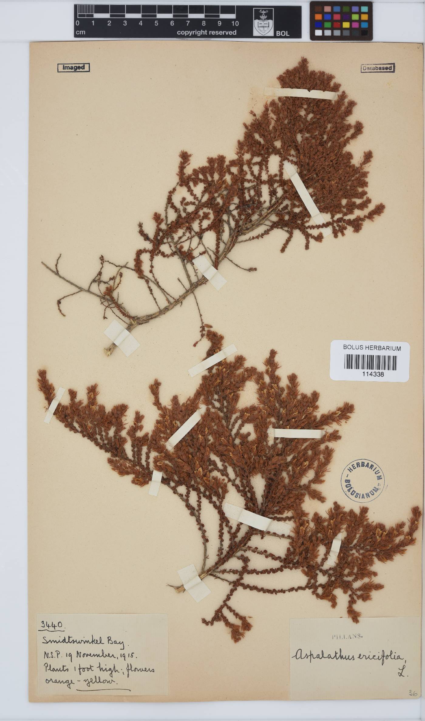 Aspalathus ericifolia subsp. ericifolia image