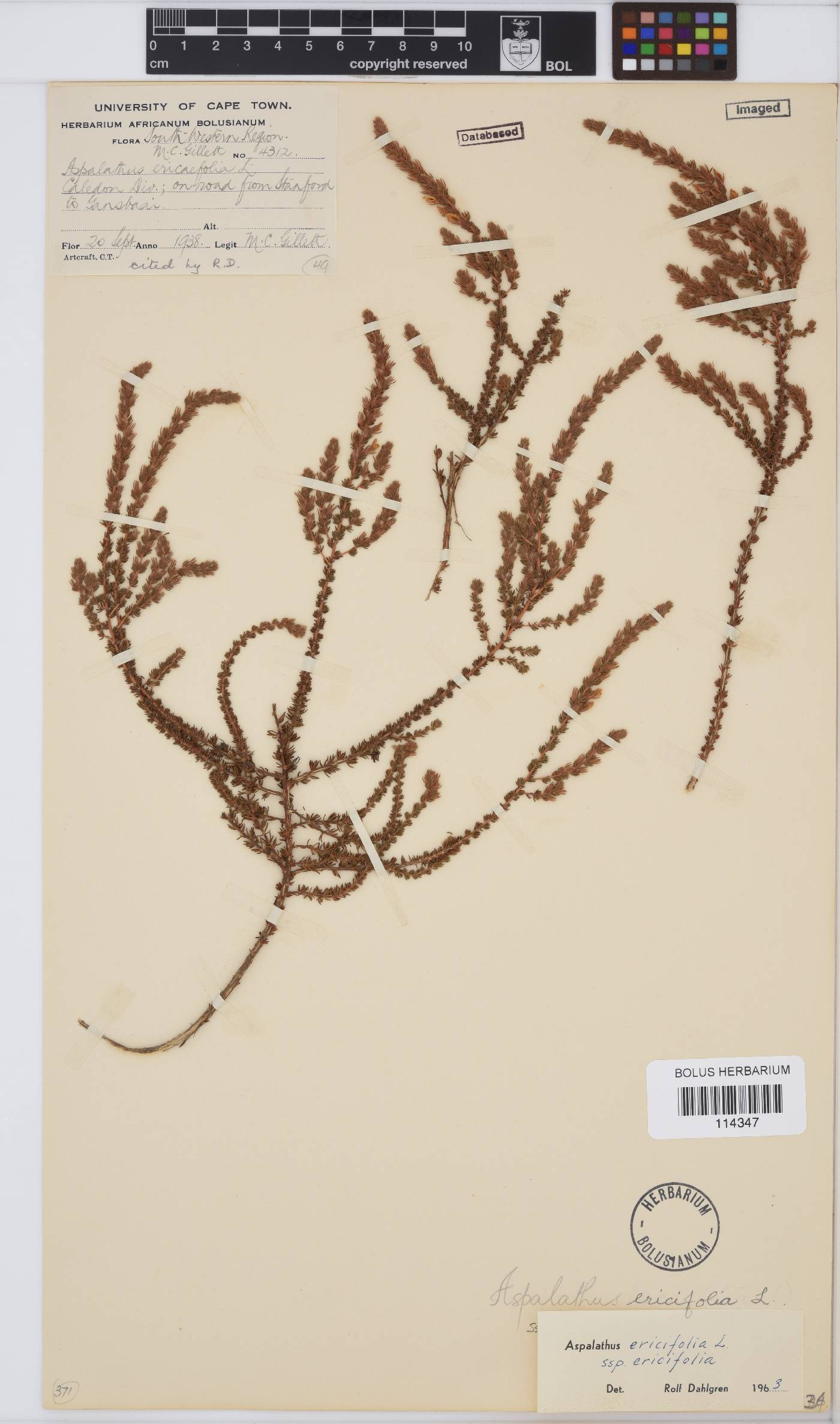 Aspalathus ericifolia subsp. ericifolia image