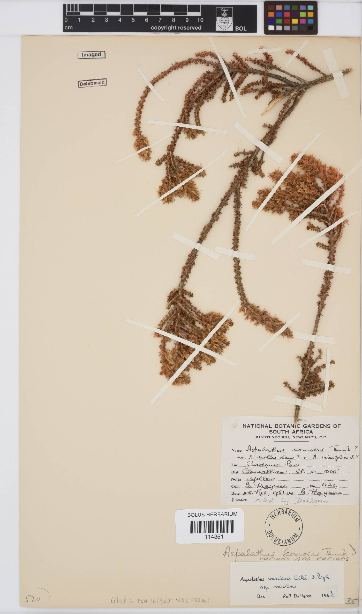 Aspalathus varians image