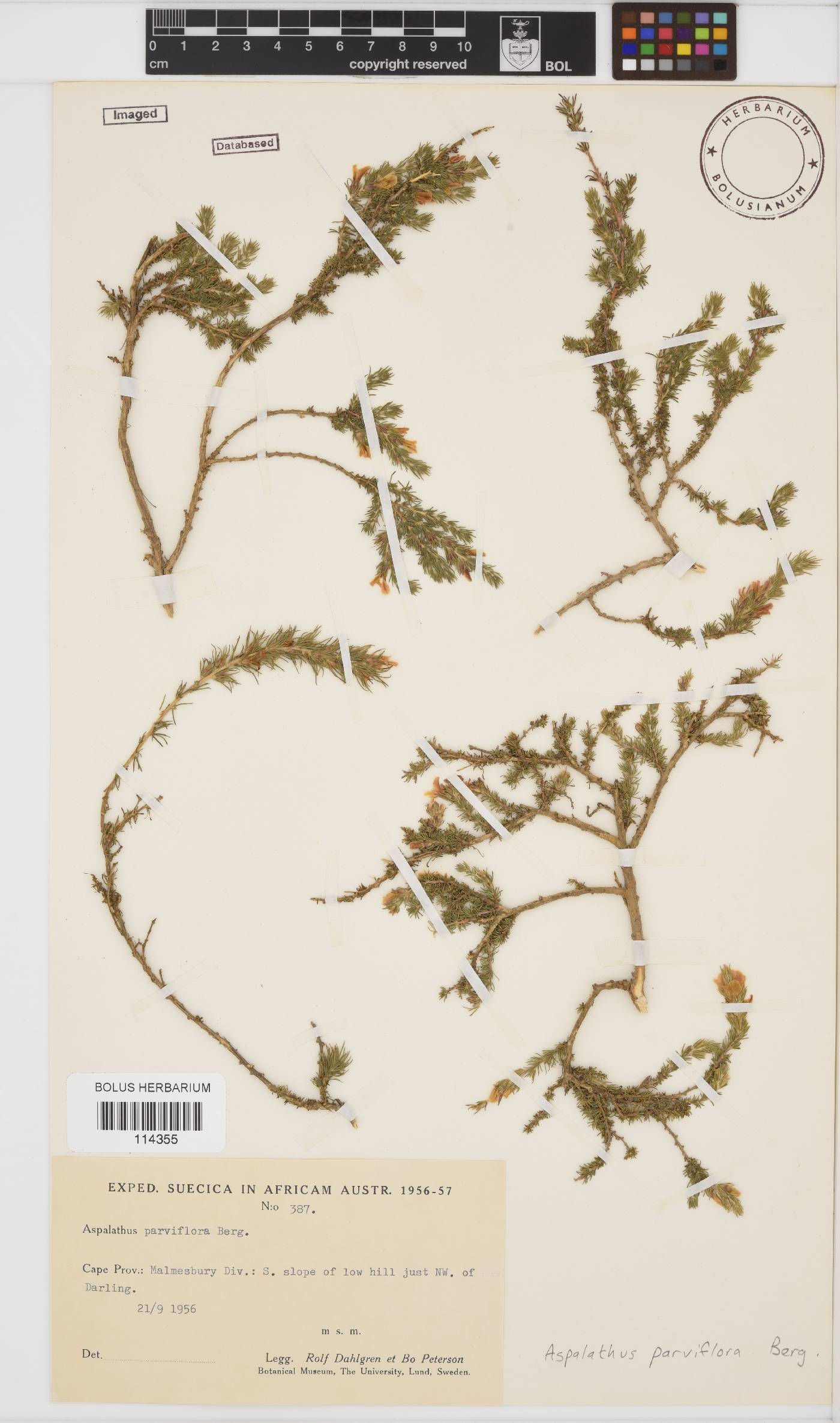 Aspalathus parviflora image