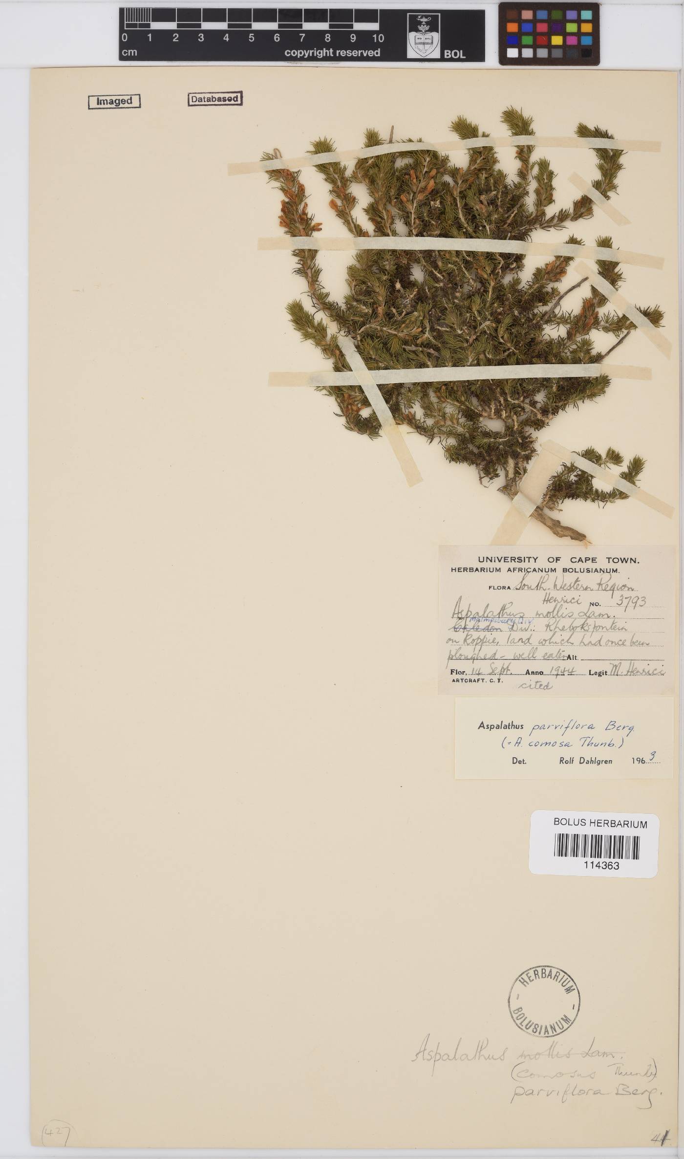 Aspalathus parviflora image