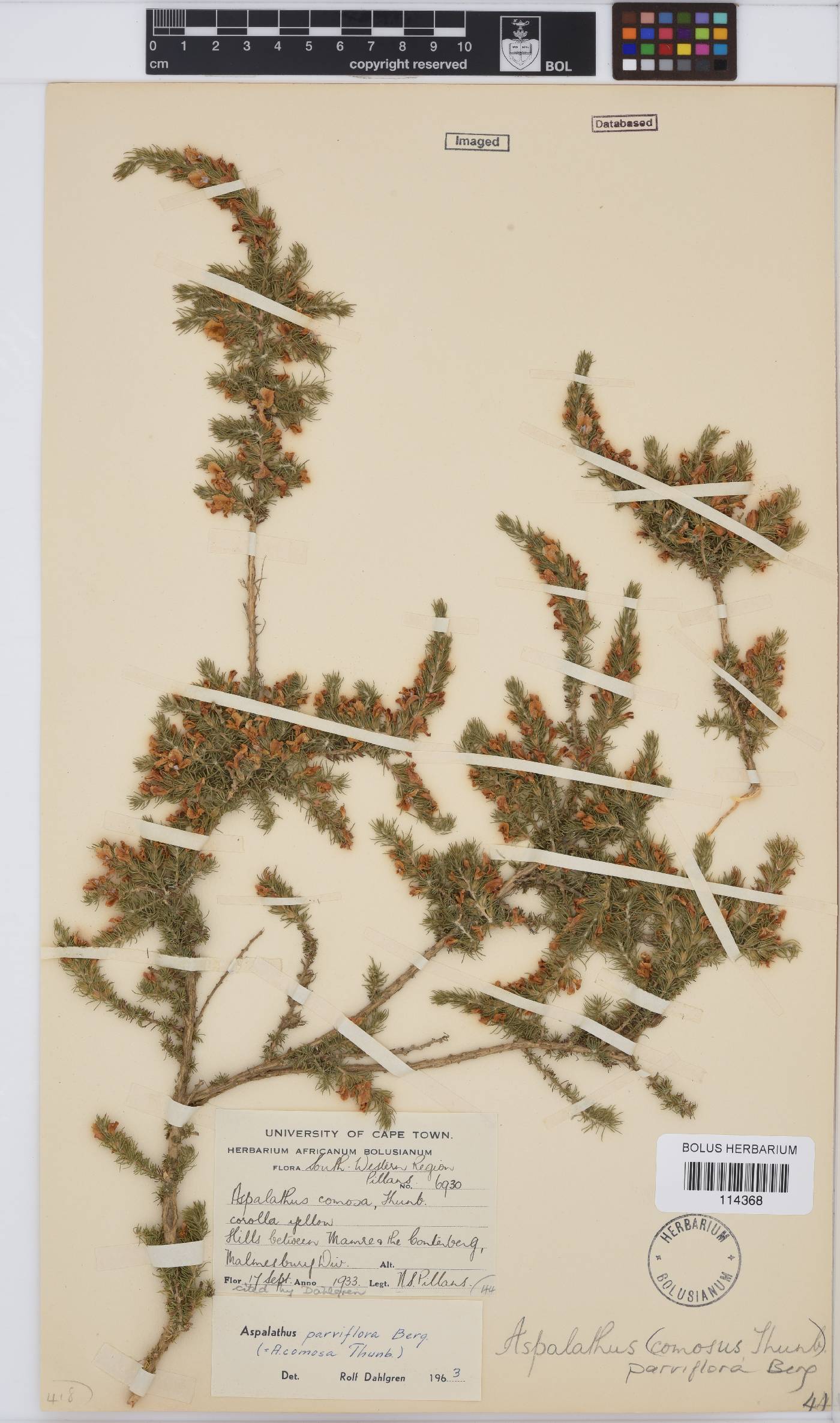 Aspalathus parviflora image