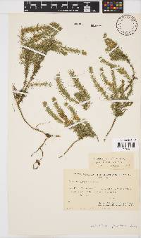Aspalathus parviflora image