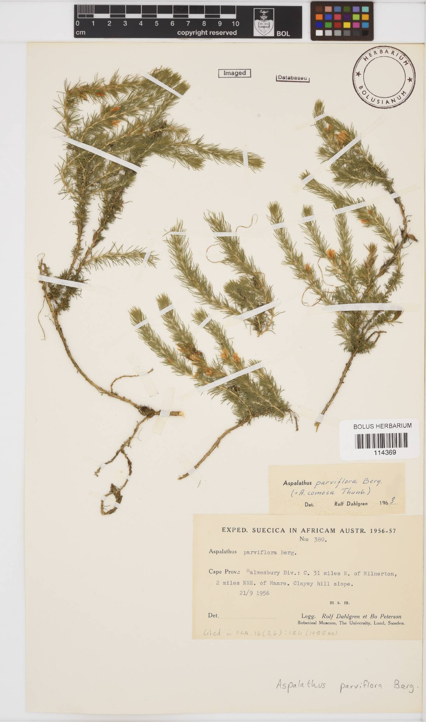 Aspalathus parviflora image