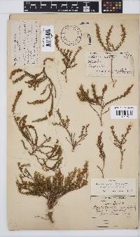 Aspalathus parviflora image