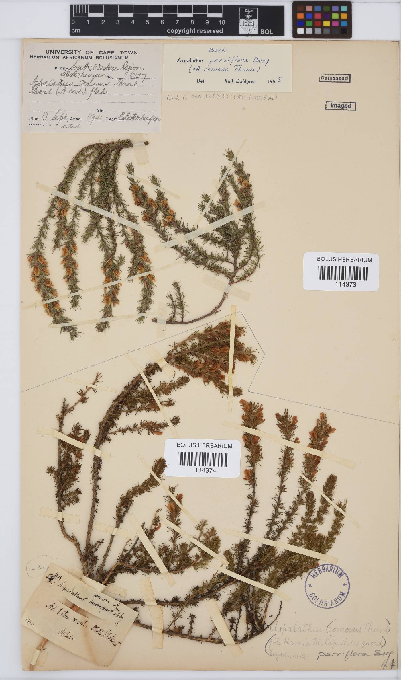 Aspalathus parviflora image