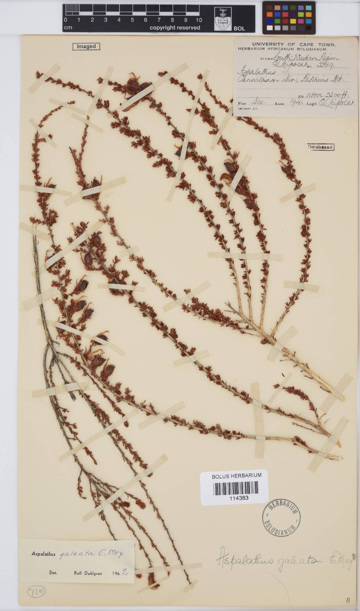 Aspalathus galeata image