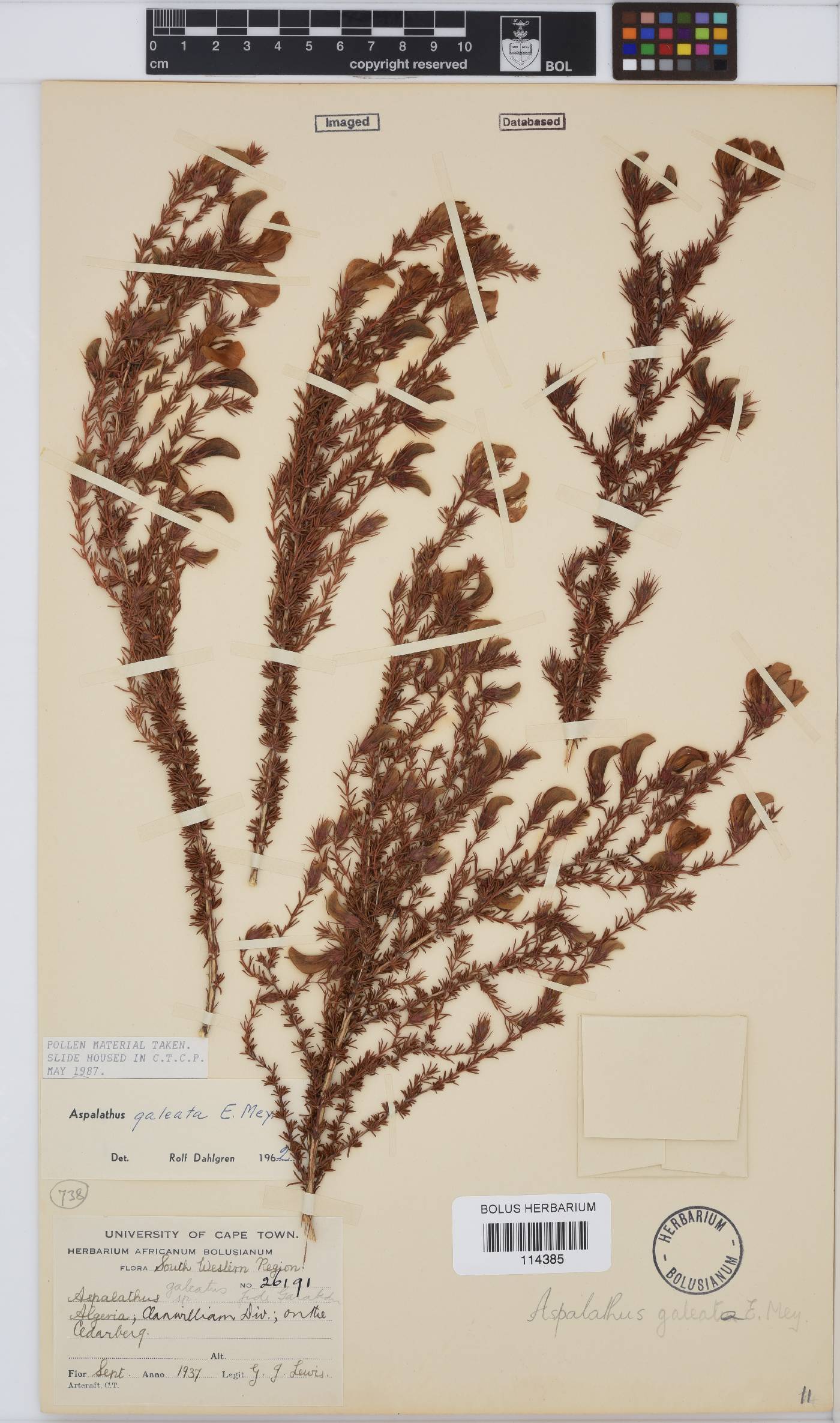 Aspalathus galeata image