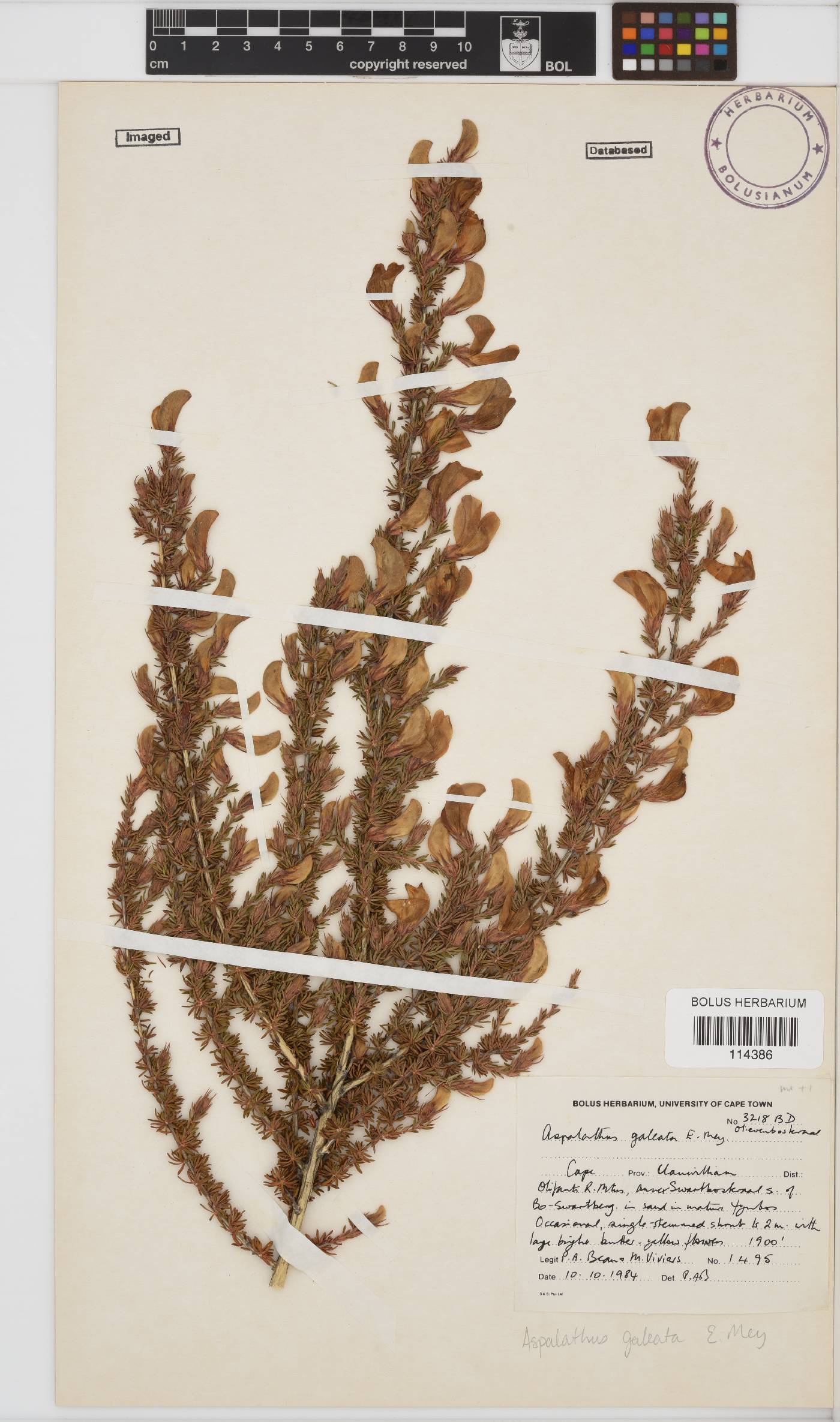 Aspalathus galeata image