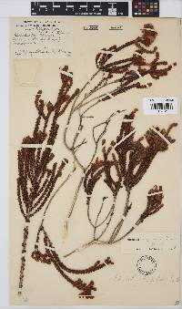 Aspalathus triquetra image