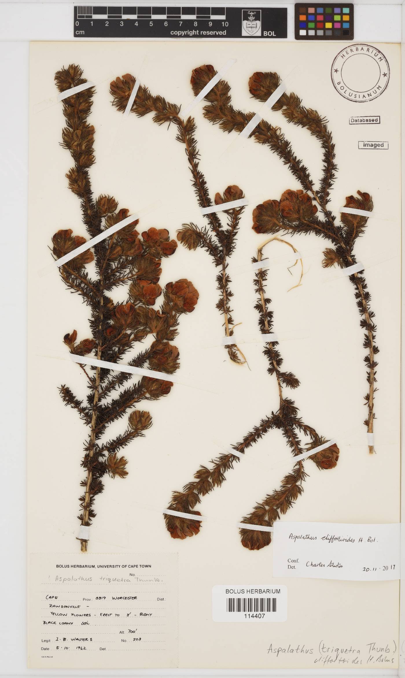 Aspalathus cliffortioides image